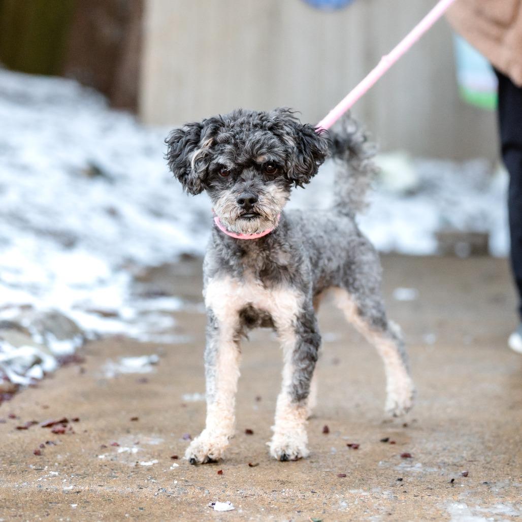 Target, Adoptable, Adult Male Mixed Breed.