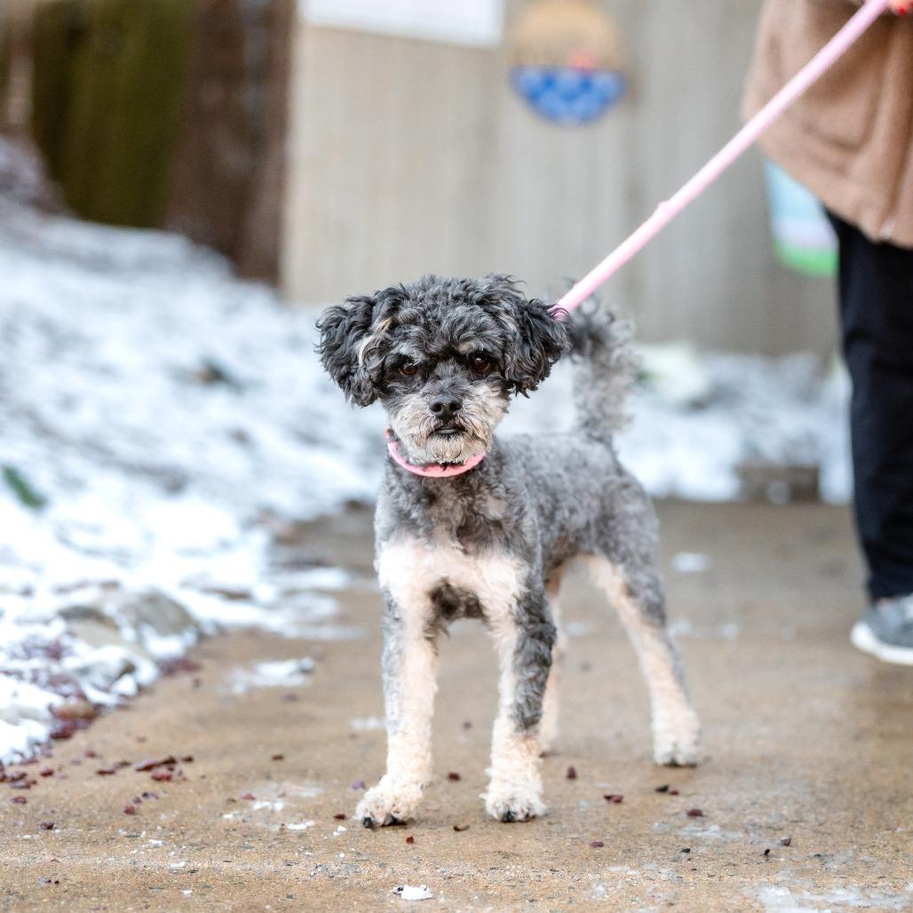 Enlarge Target, a Adoptable Mixed Breed in Chester Springs, PA image 3/3