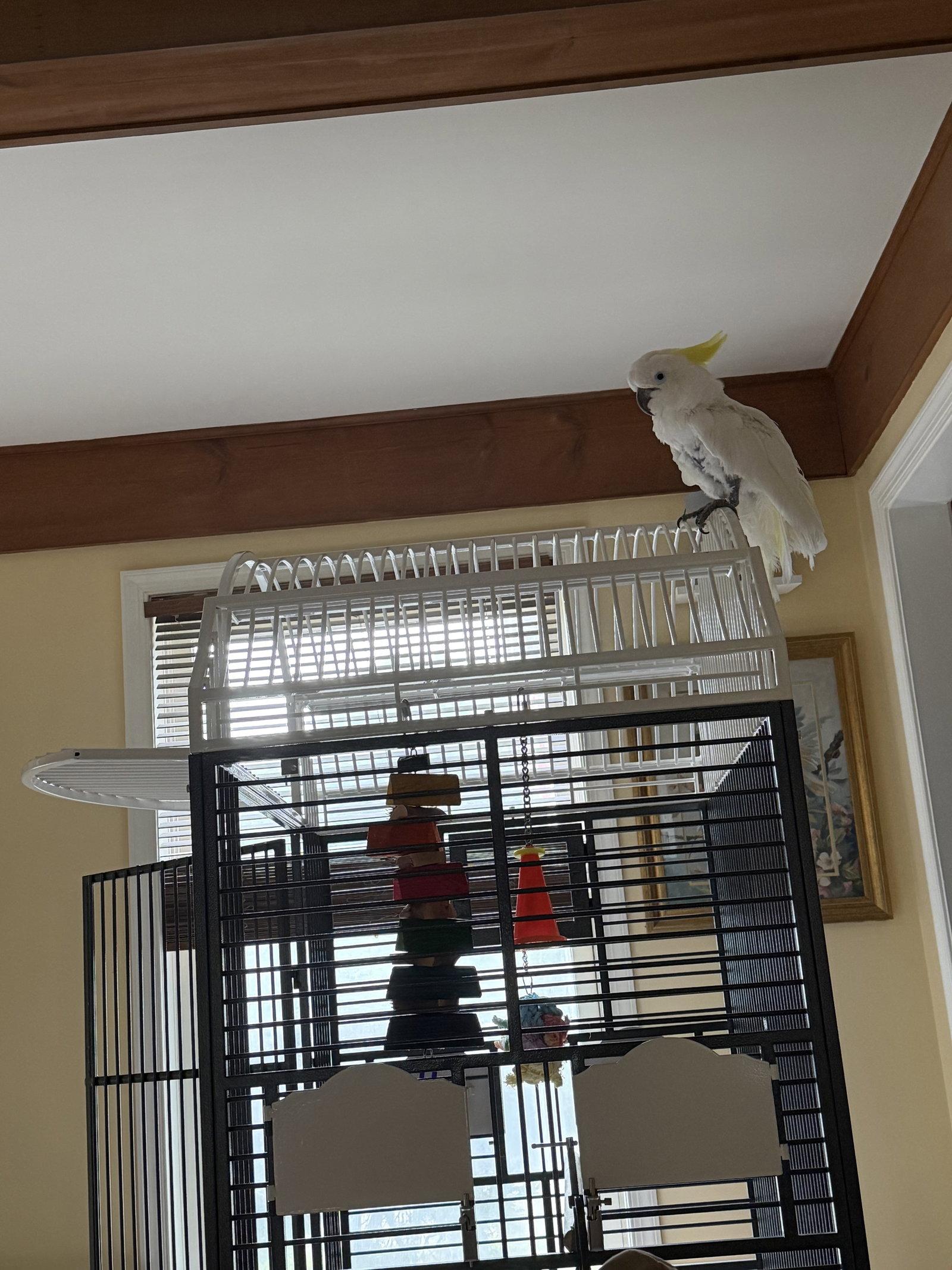 Enlarge Harry, a Adoptable Cockatoo in Belford, NJ image 1/3