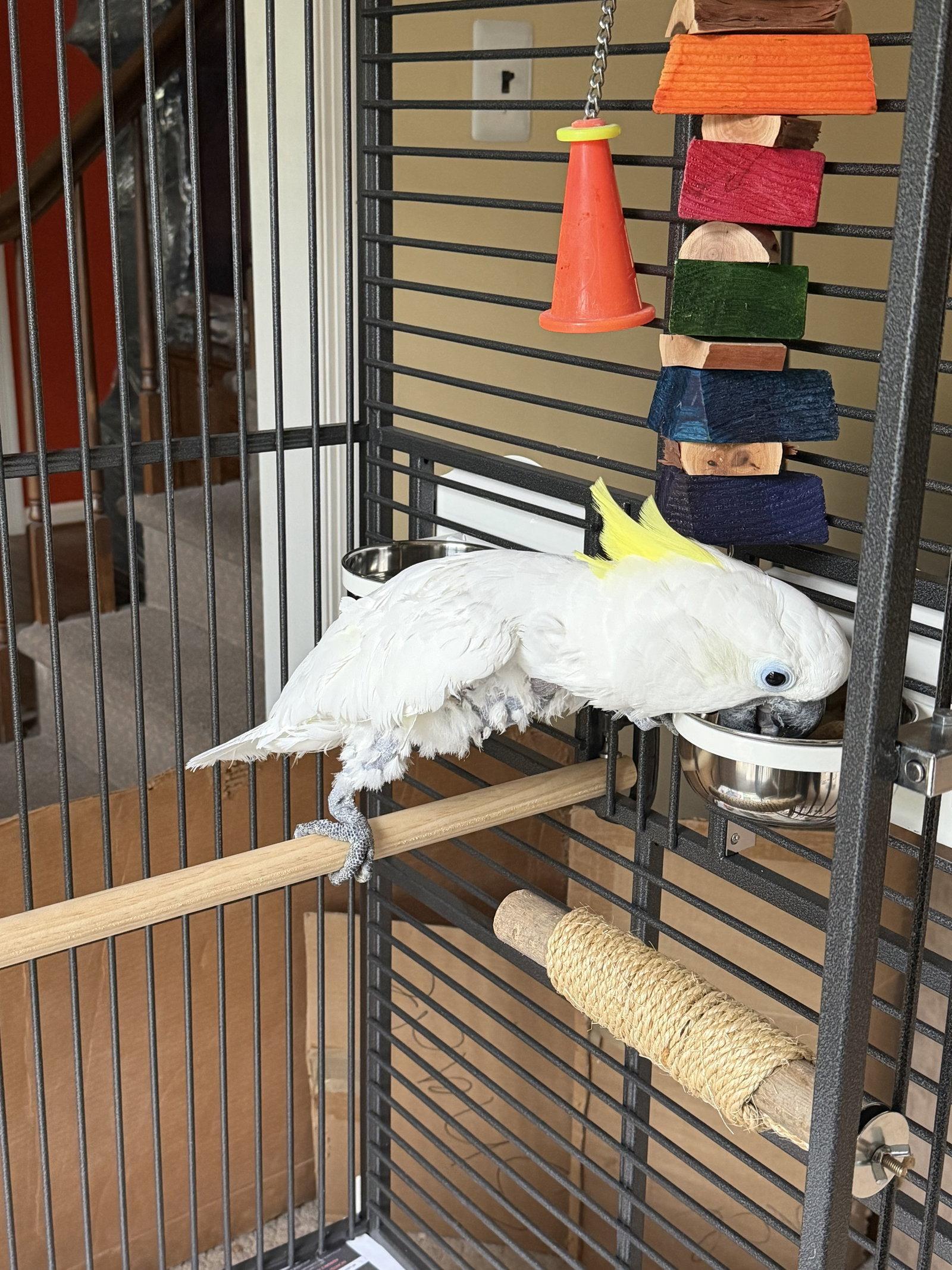 Enlarge Harry, a Adoptable Cockatoo in Belford, NJ image 2/3