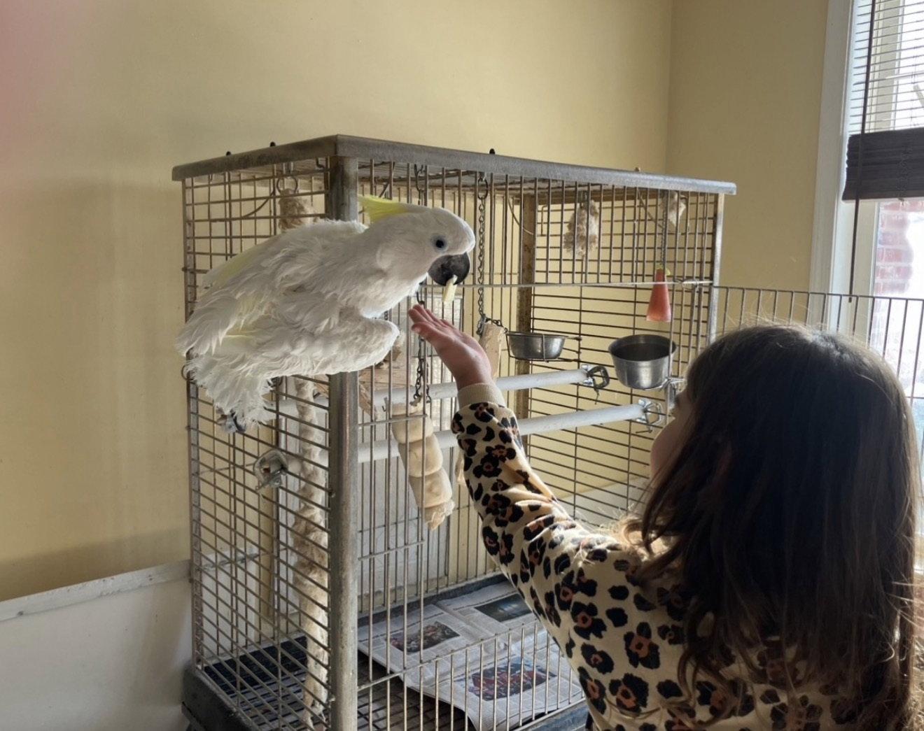 Enlarge Harry, a Adoptable Cockatoo in Belford, NJ image 1/3