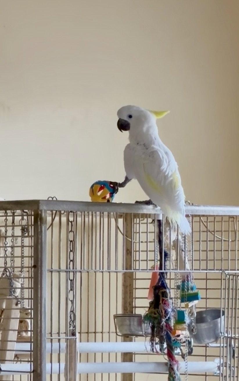 Enlarge Harry, a Adoptable Cockatoo in Belford, NJ image 2/3