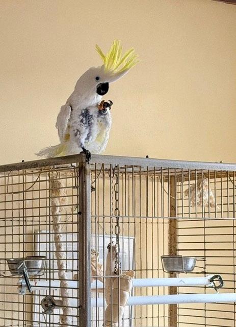 Enlarge Harry, a Adoptable Cockatoo in Belford, NJ image 3/3
