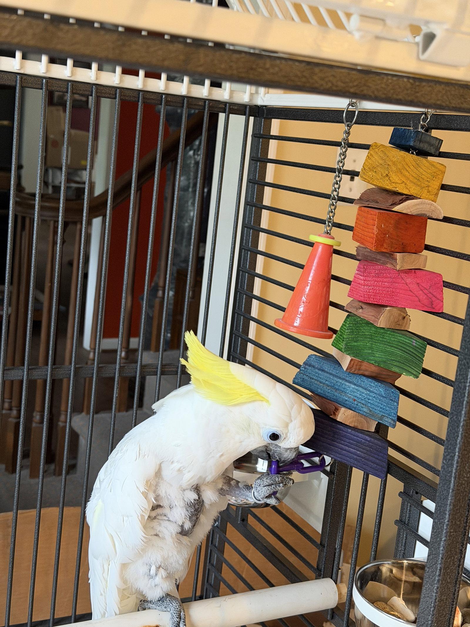 Enlarge Harry, a Adoptable Cockatoo in Belford, NJ image 3/3