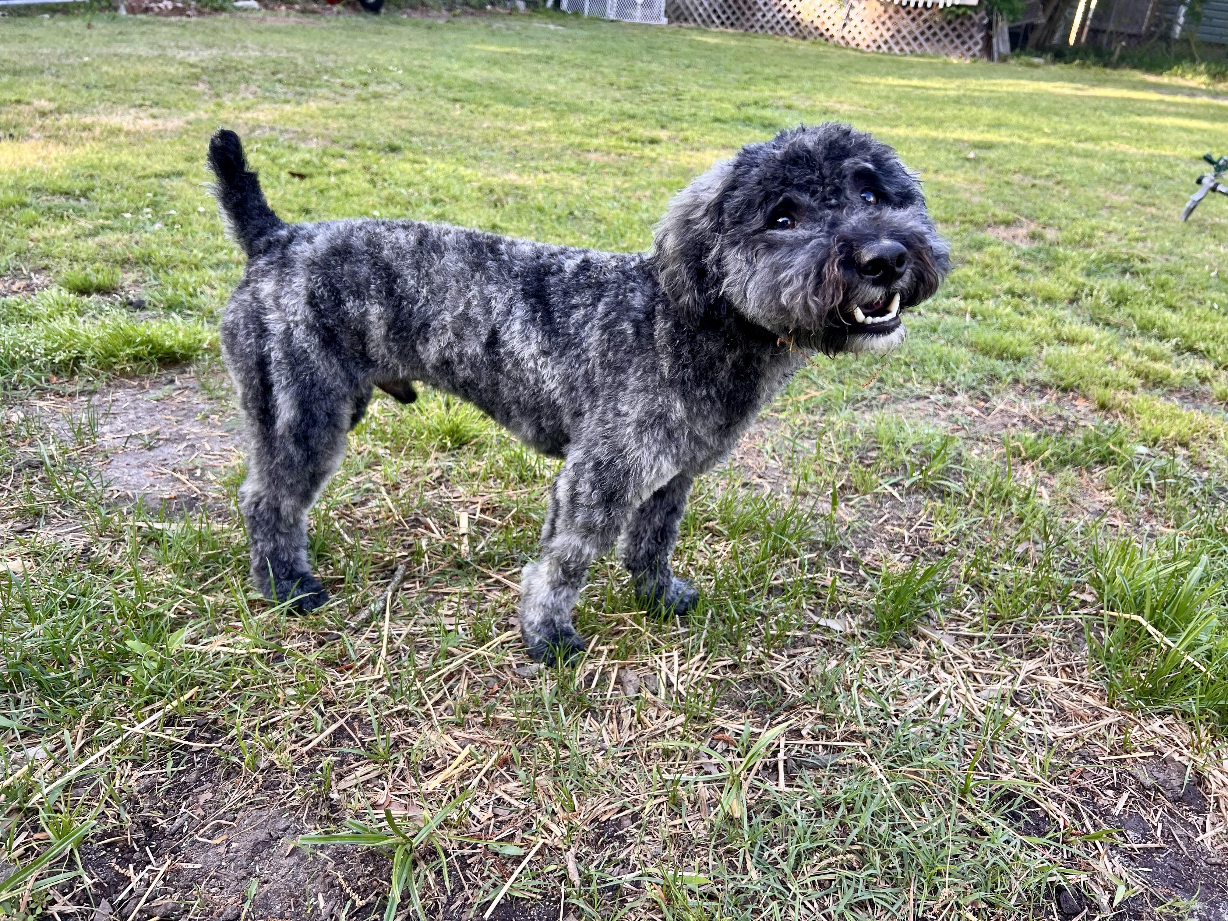 Enlarge Angus , an adopted mixed breed in Jacksonville, NC image 3/3