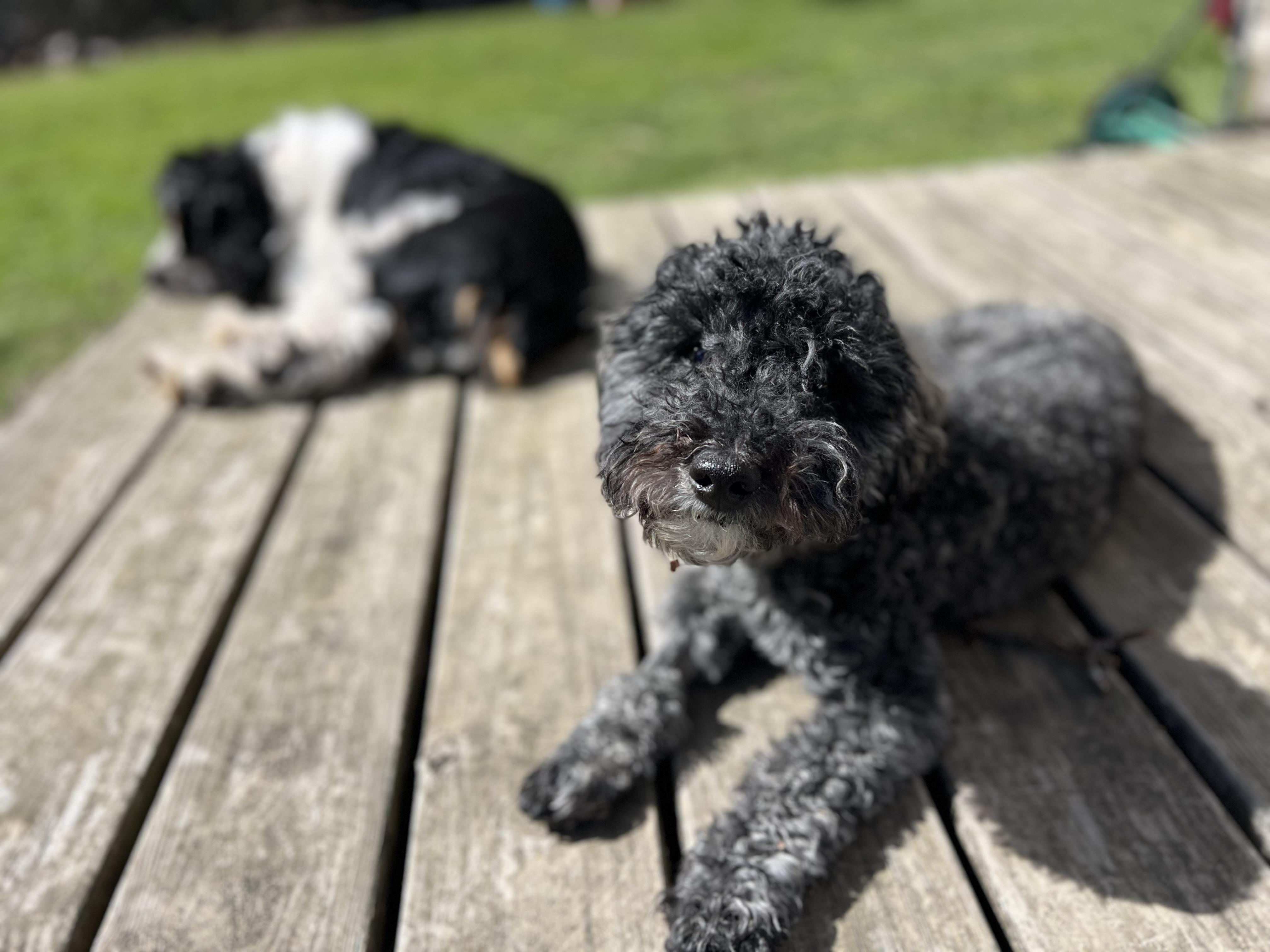 Enlarge Angus , a ADOPTABLE Miniature Poodle in Jacksonville, NC image 2/4