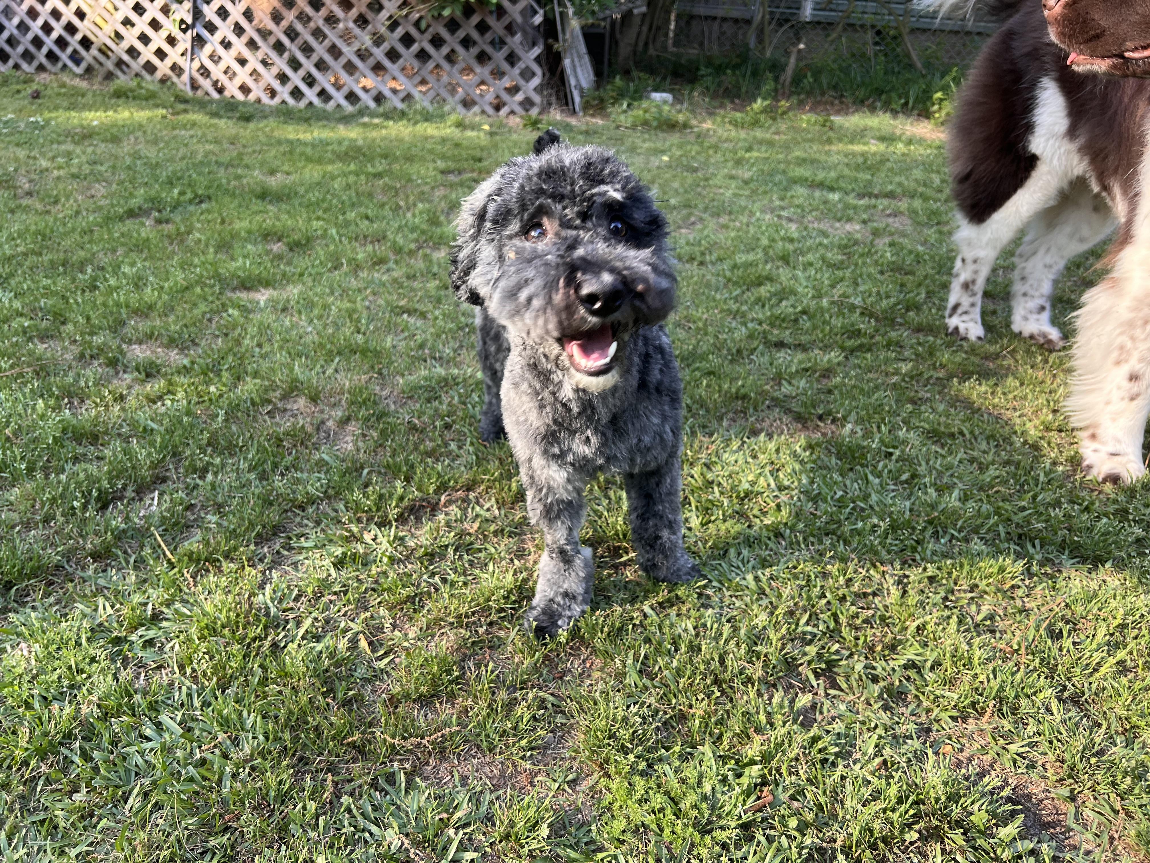 Angus , adopted, Puppy Male Miniature Poodle & Bichon Frise.
