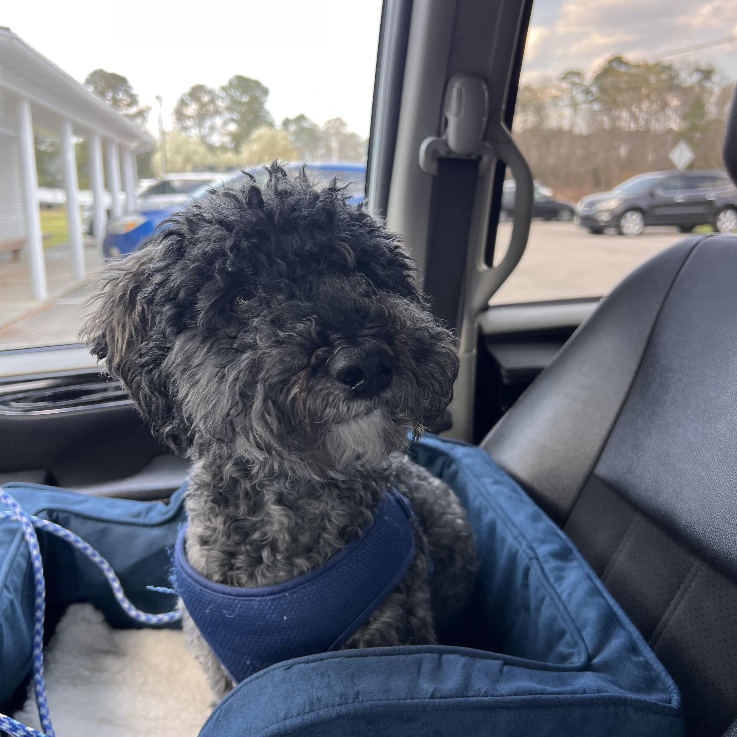 Enlarge Angus , a ADOPTABLE Miniature Poodle in Jacksonville, NC image 4/4