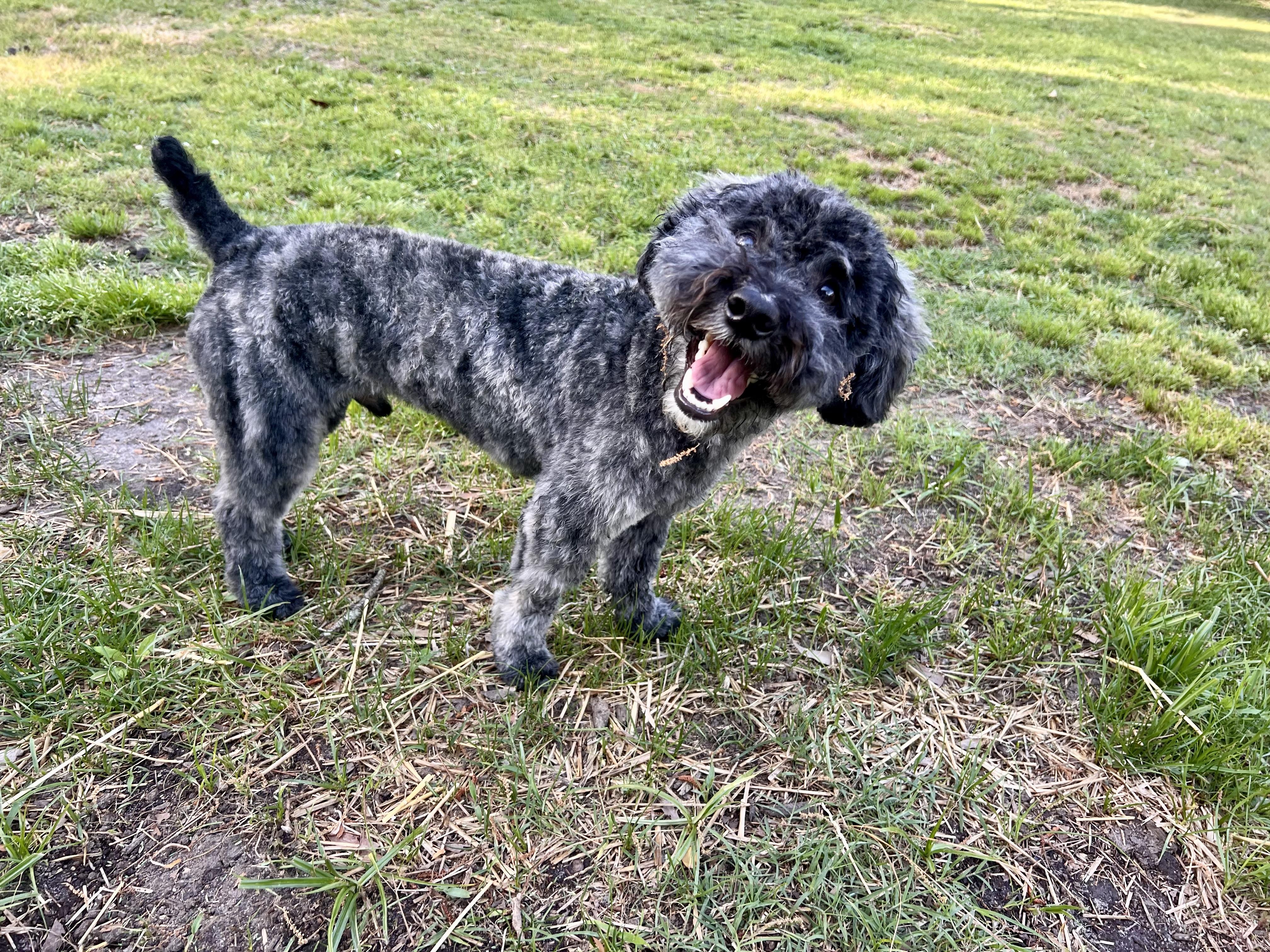 Enlarge Angus , an adopted mixed breed in Jacksonville, NC image 2/3