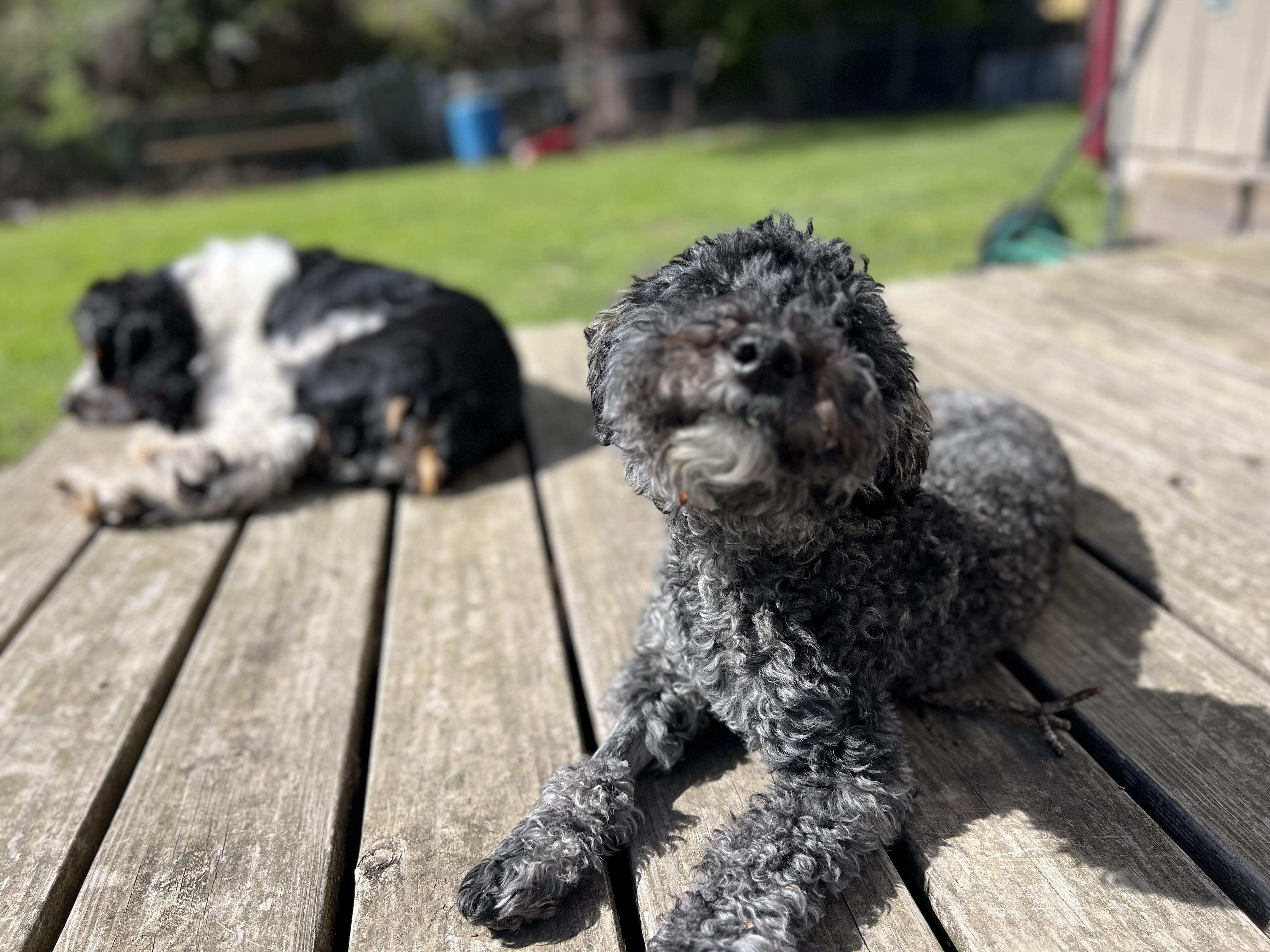Angus , ADOPTABLE, Puppy Male Miniature Poodle.