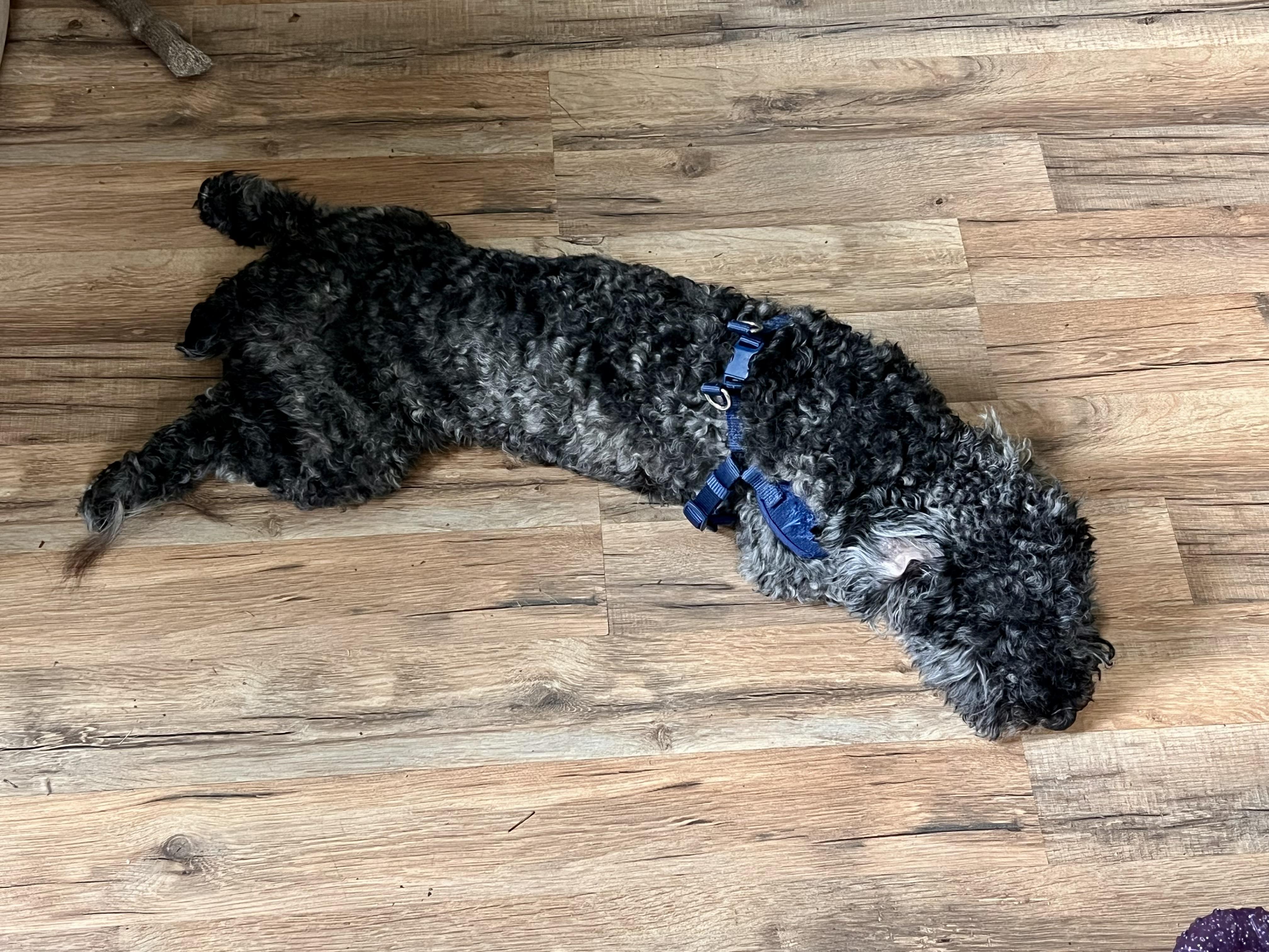 Enlarge Angus , a ADOPTABLE Miniature Poodle in Jacksonville, NC image 3/4