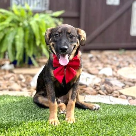 Bear, an adopted mixed breed in Southport, CT image 5/5