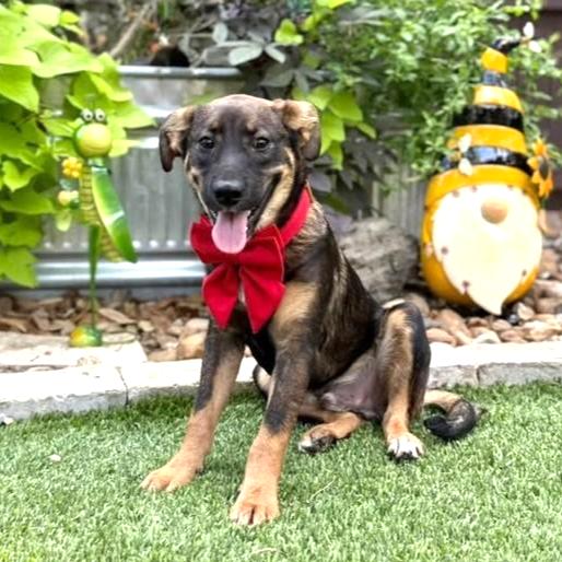 Bear, an adopted mixed breed in Southport, CT image 2/5