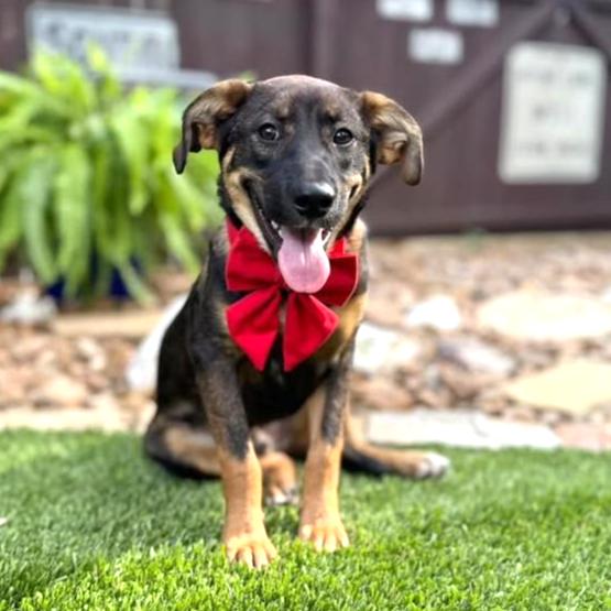 Bear, adopted, Young Male German Shepherd Dog & Shepherd.