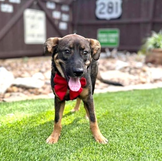 Bear, an adopted mixed breed in Southport, CT image 4/5