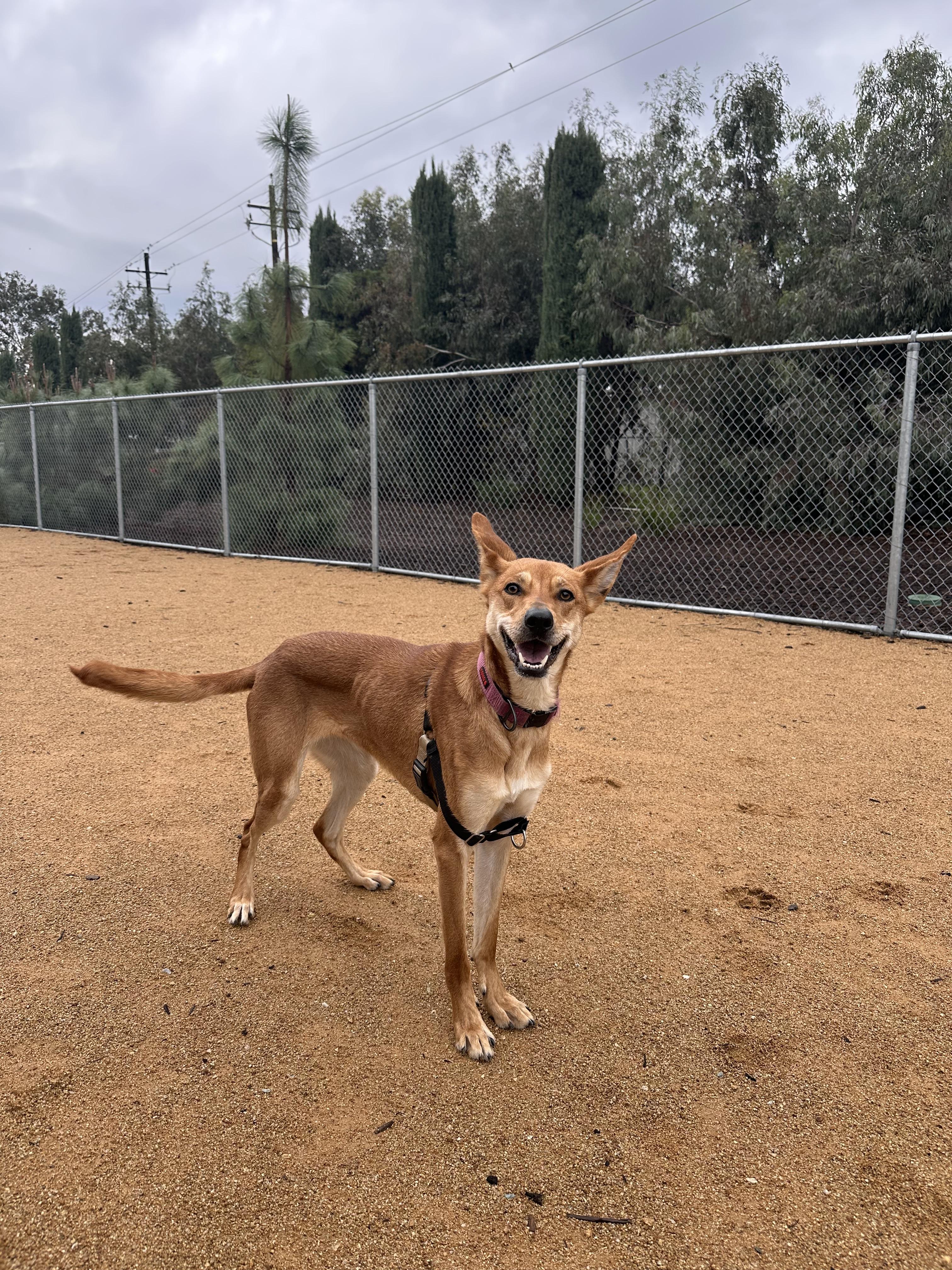 Snickers - Adoption fee fully sponsored by Tisha, a Adoptable mixed breed in Chico, CA image 2/6