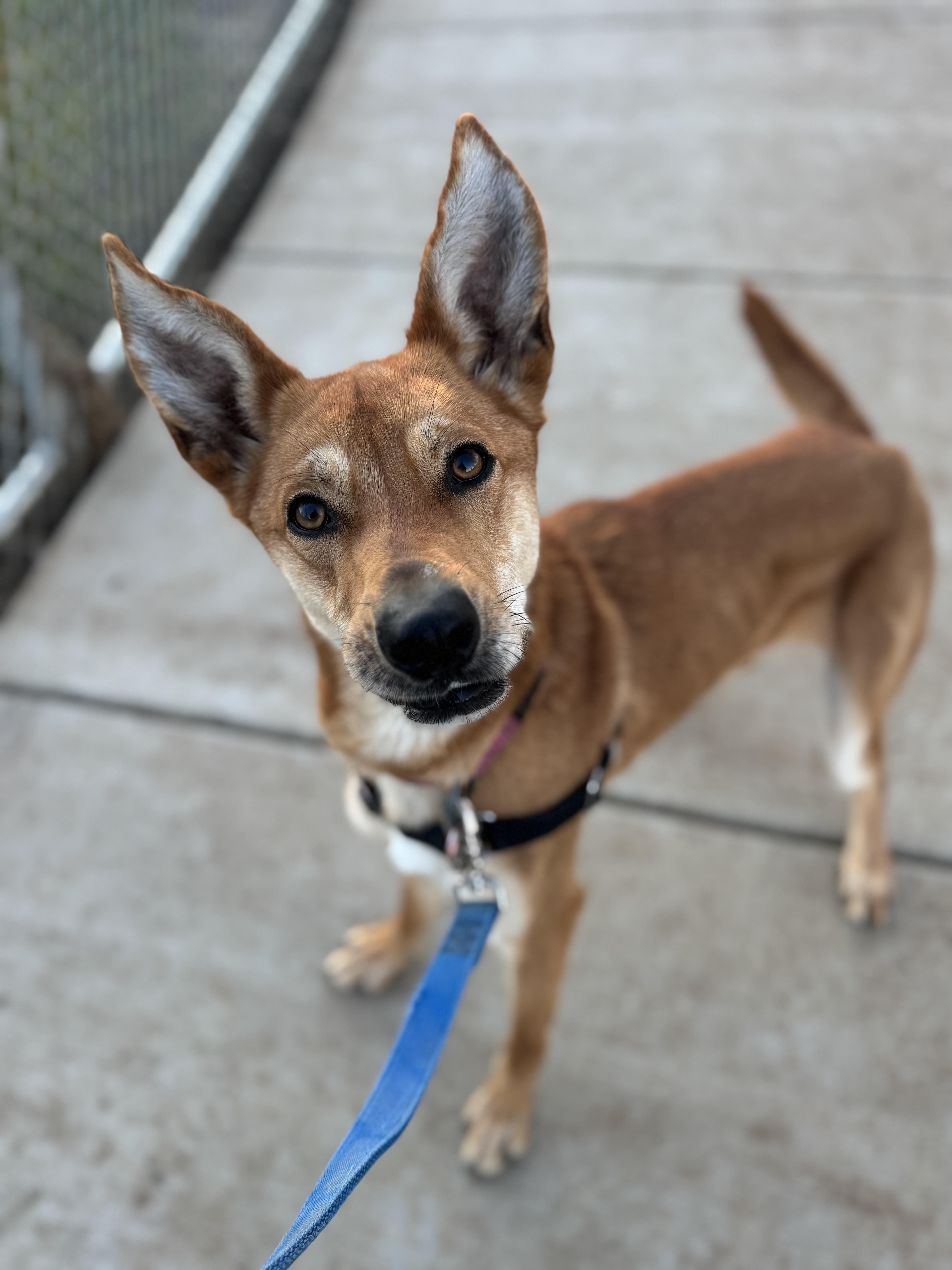 Snickers - Adoption fee fully sponsored by Tisha, a Adoptable mixed breed in Chico, CA image 4/6