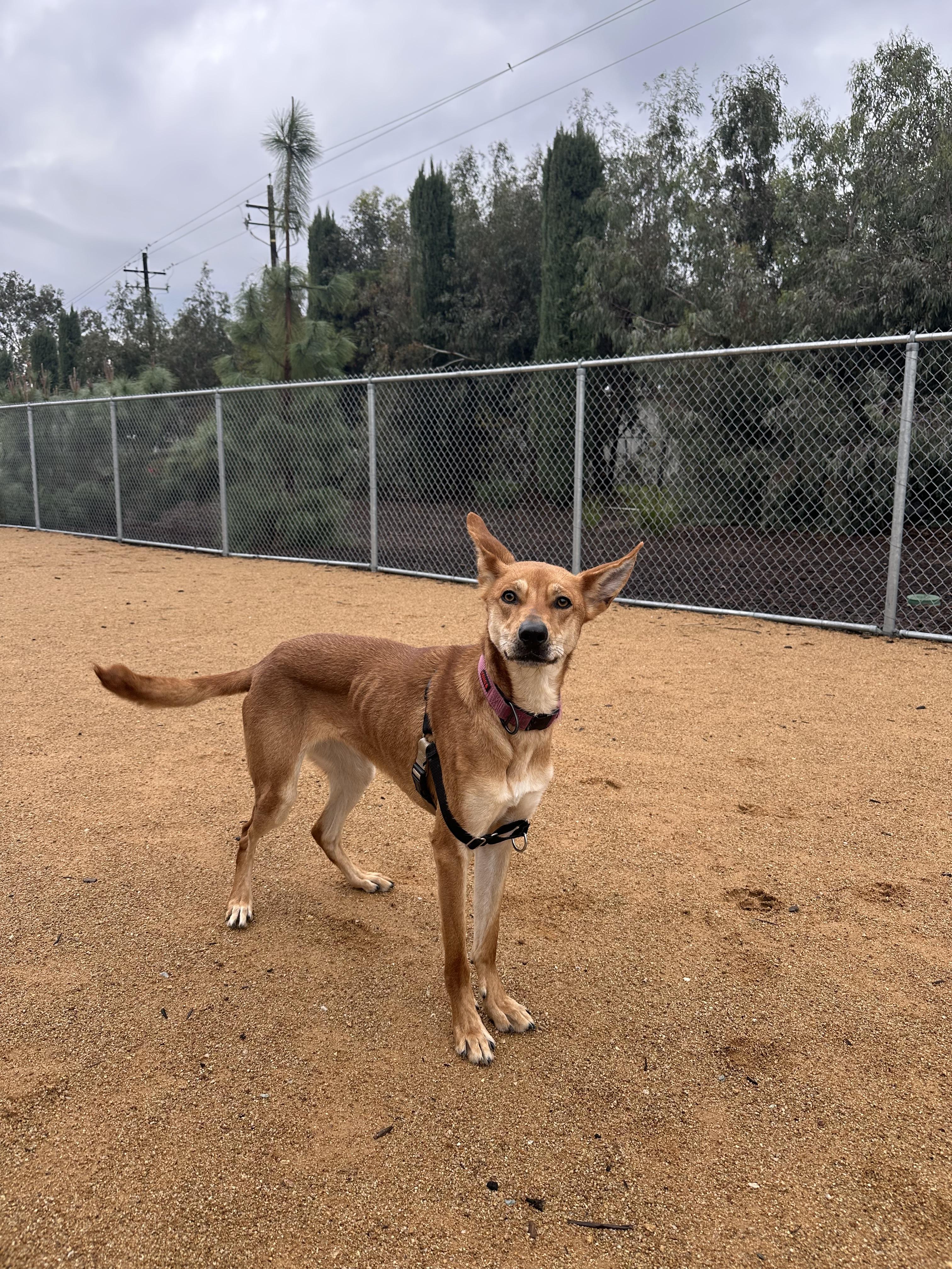 Snickers - Adoption fee fully sponsored by Tisha, a Adoptable mixed breed in Chico, CA image 5/6