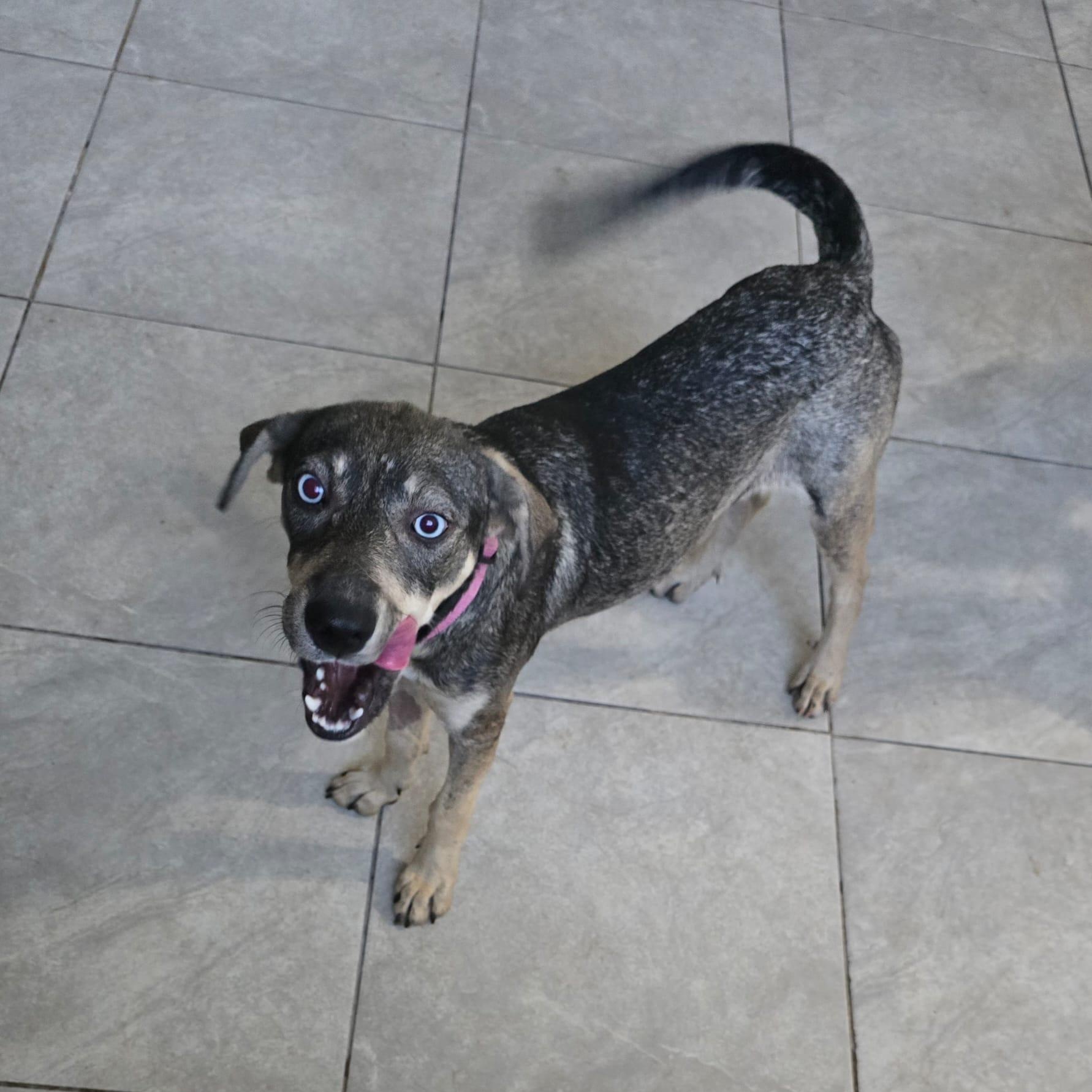 Enlarge Azul, a Adoptable mixed breed in Albion, NY image 1/4