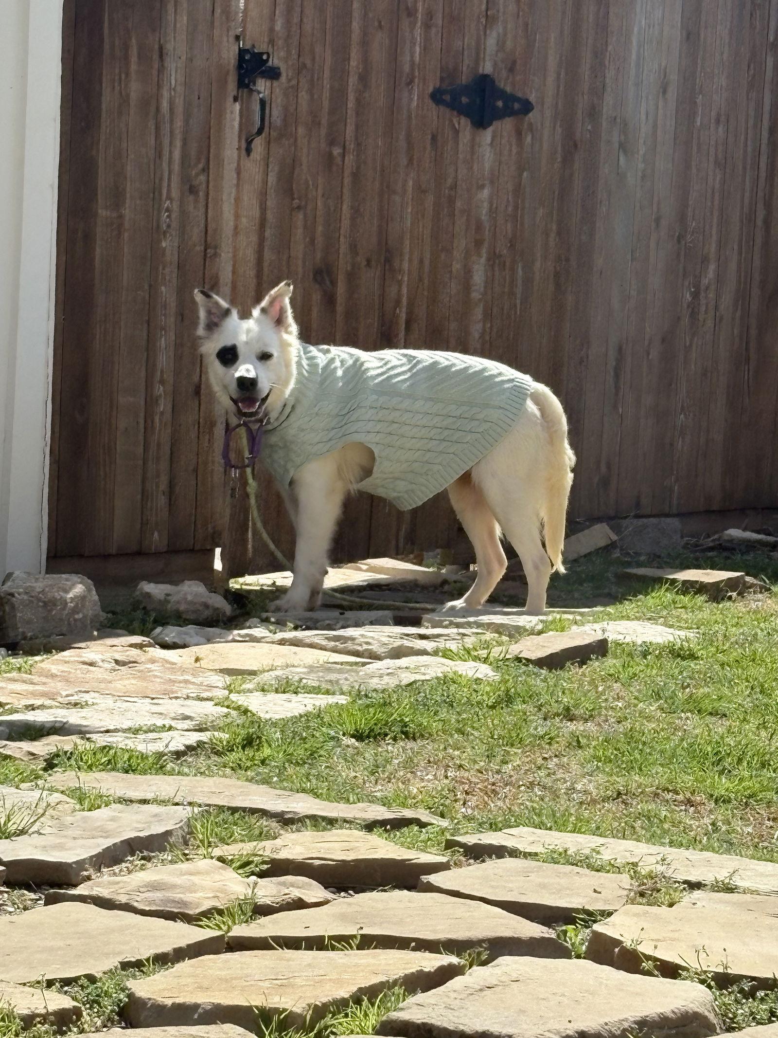 Cassie, Adopted, Young Female American Eskimo Dog & Border Collie.