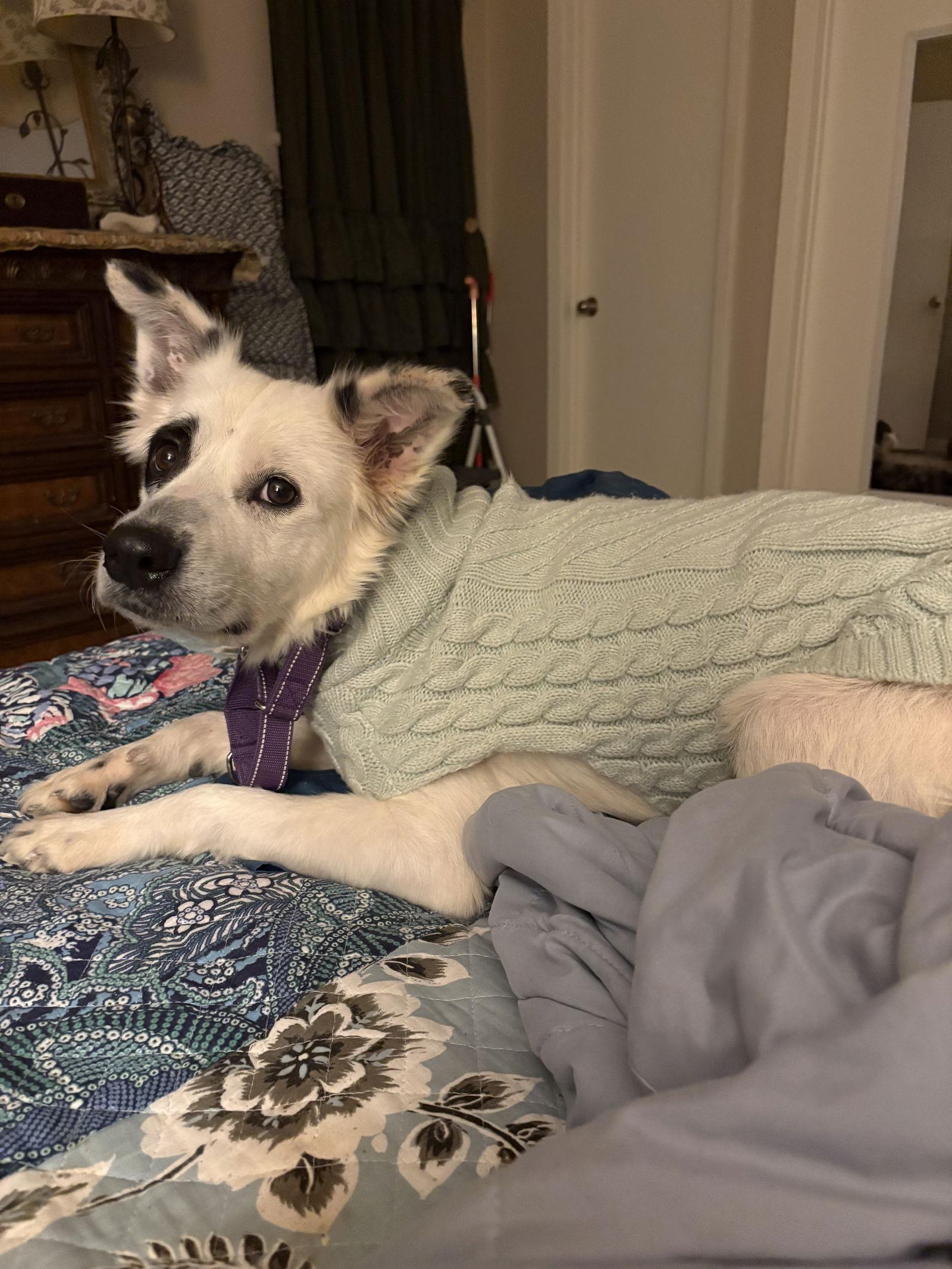 Enlarge Cassie, a Adopted mixed breed in Dallas, TX image 2/3