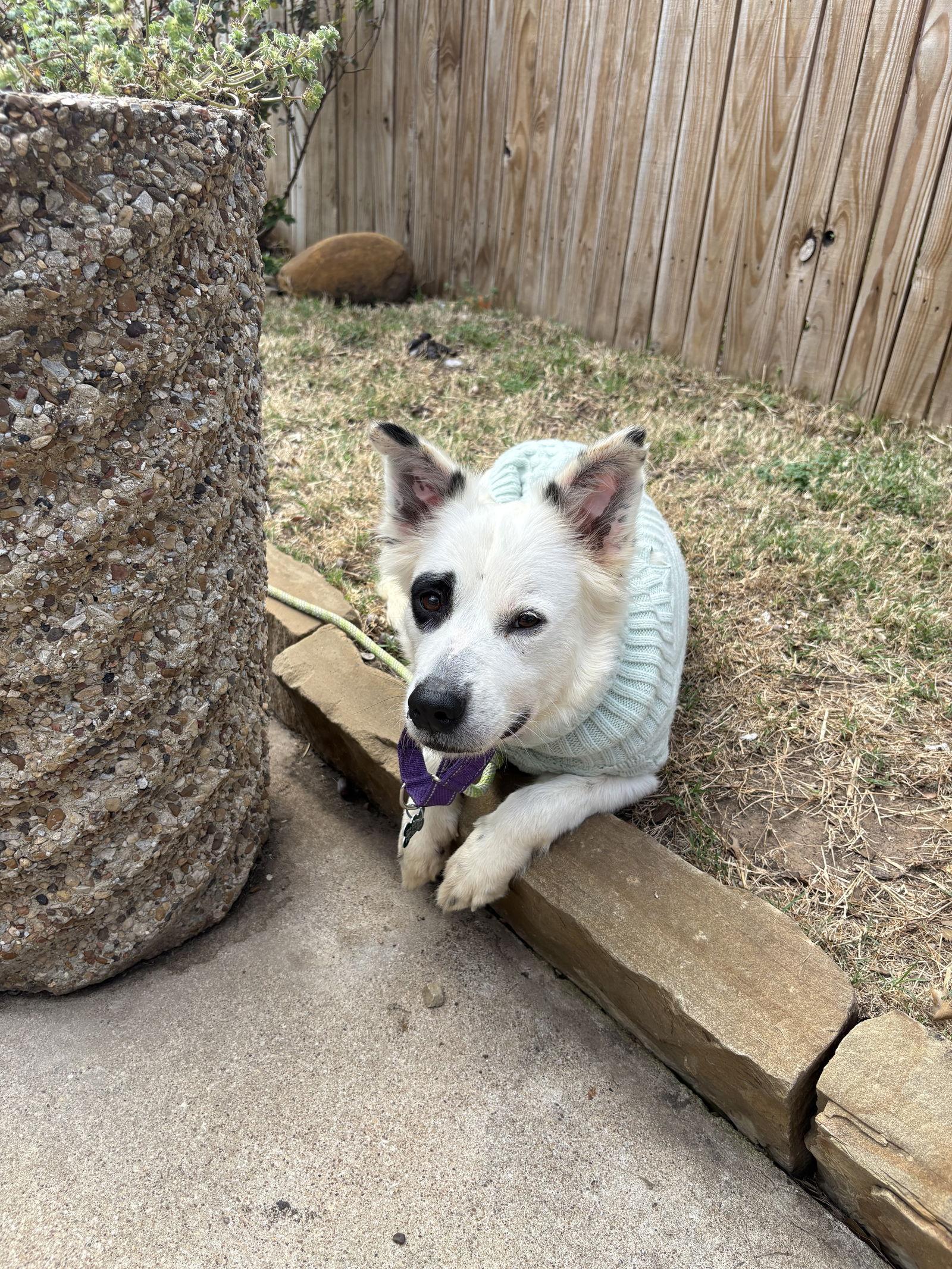 Enlarge Cassie, a Adopted mixed breed in Dallas, TX image 3/3