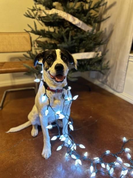 Ziggy, adoptable, Adult Male Labrador Retriever & American Staffordshire Terrier.