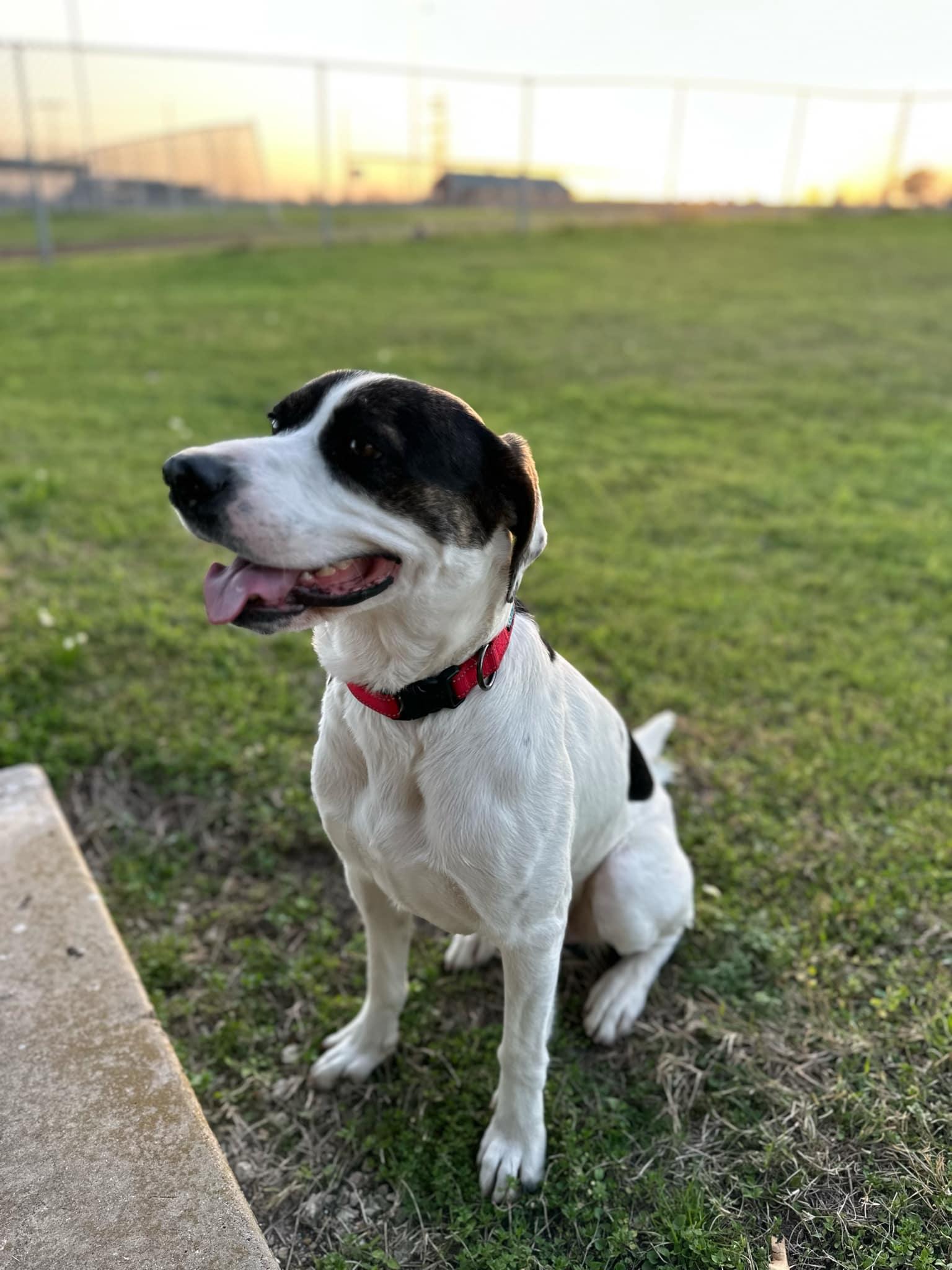 Enlarge Ziggy, an adoptable mixed breed in Temple, TX image 2/6