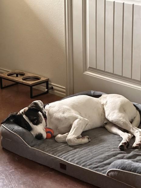 Enlarge Ziggy, an adoptable mixed breed in Temple, TX image 4/6