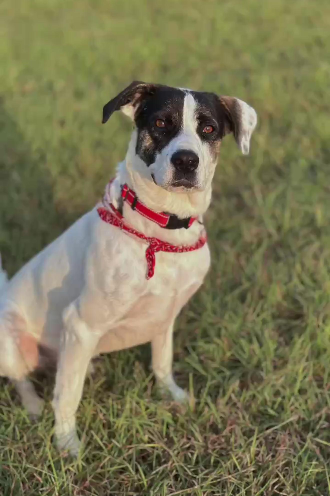 Ziggy, adoptable, Adult Male Labrador Retriever & American Staffordshire Terrier.