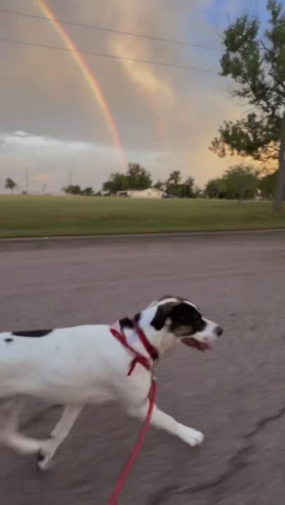 Enlarge Ziggy, an adoptable mixed breed in Temple, TX video 6/6