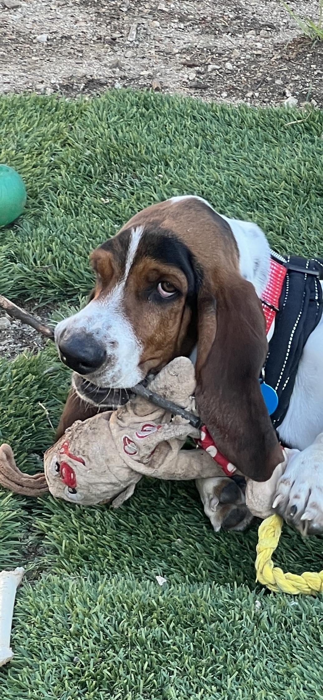 Enlarge Sherlock, a Adoptable Basset Hound in Pomona, CA image 4/5