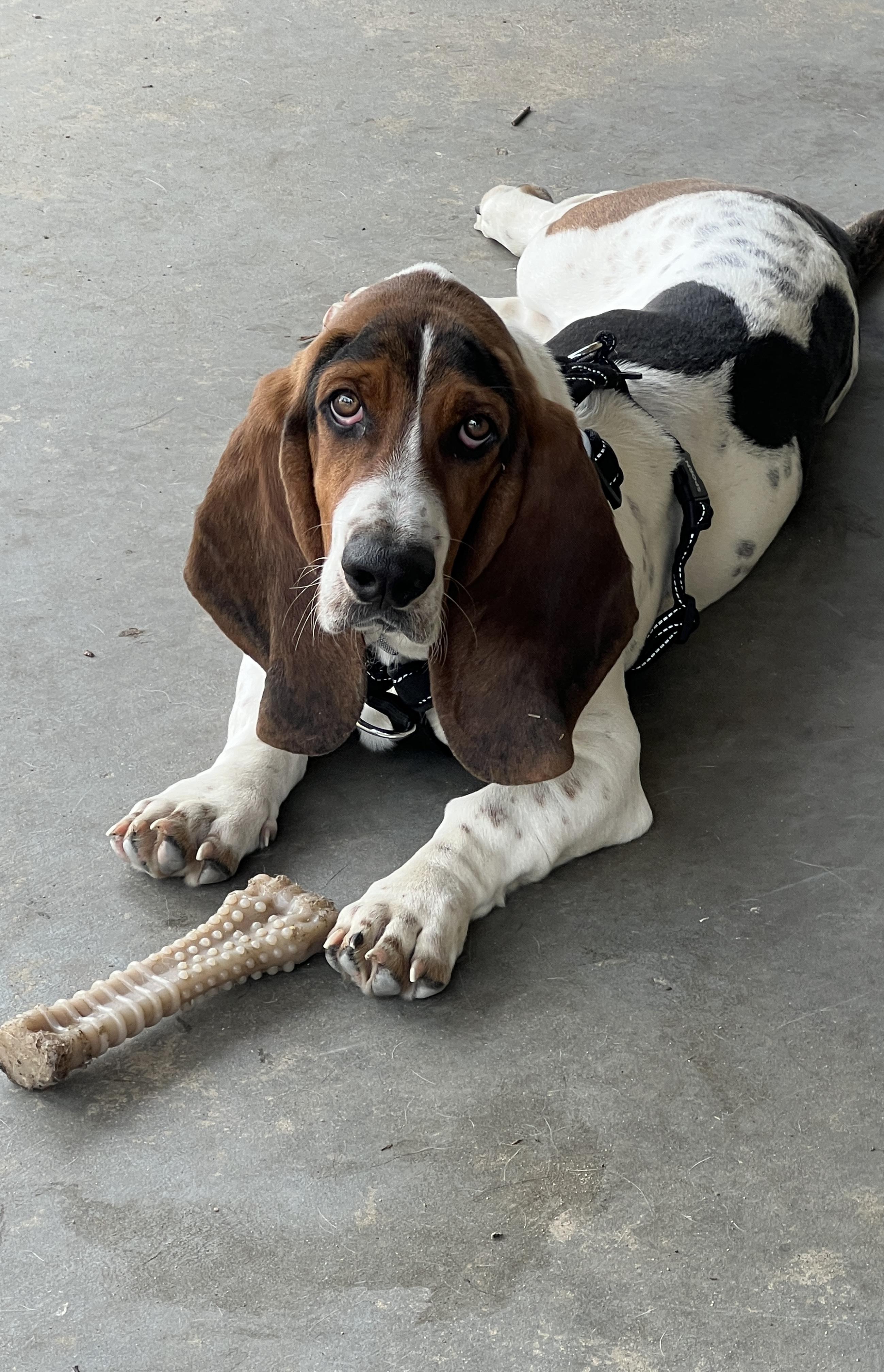 Enlarge Sherlock, a Adoptable Basset Hound in Pomona, CA image 5/5