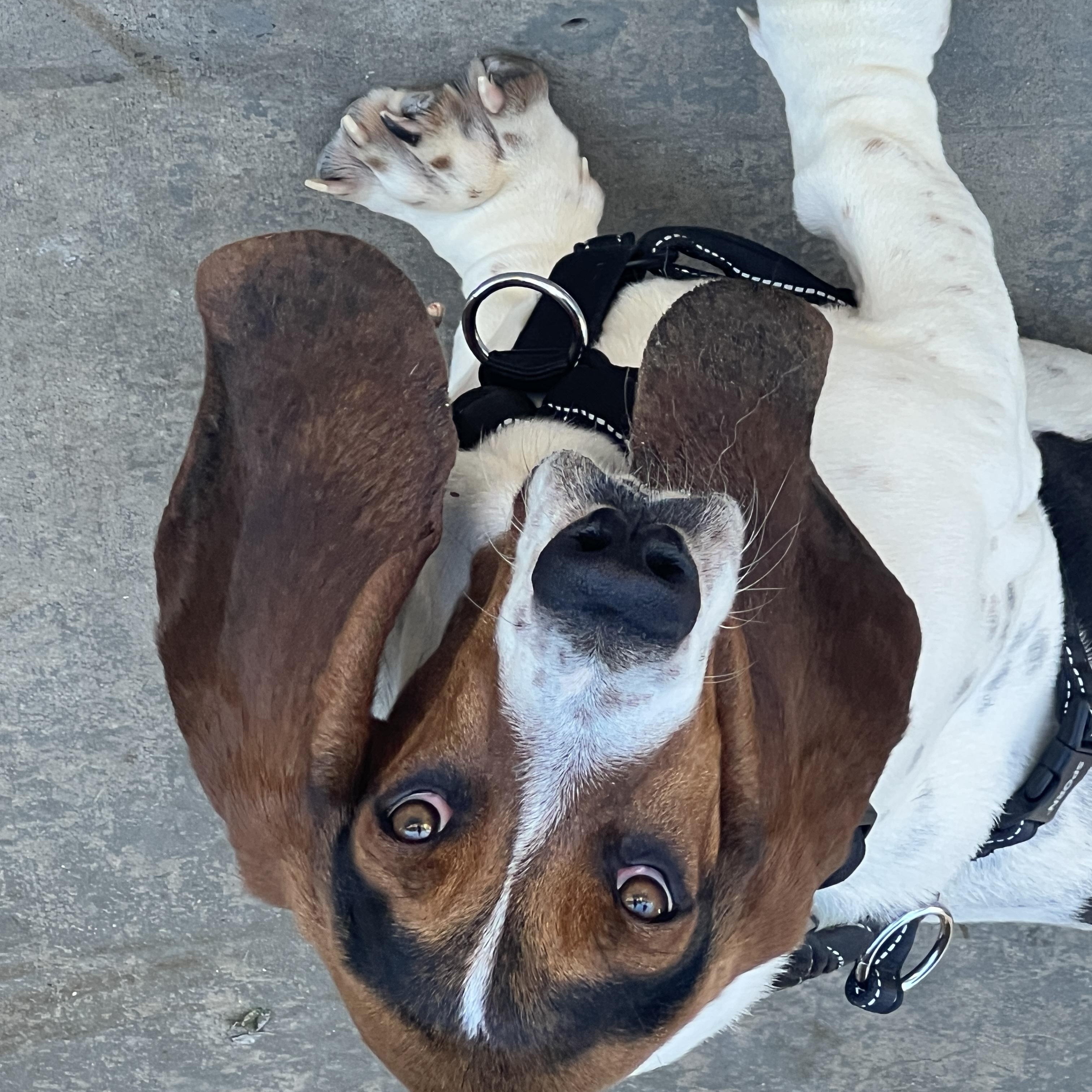 Sherlock, Adoptable, Young Male Basset Hound.