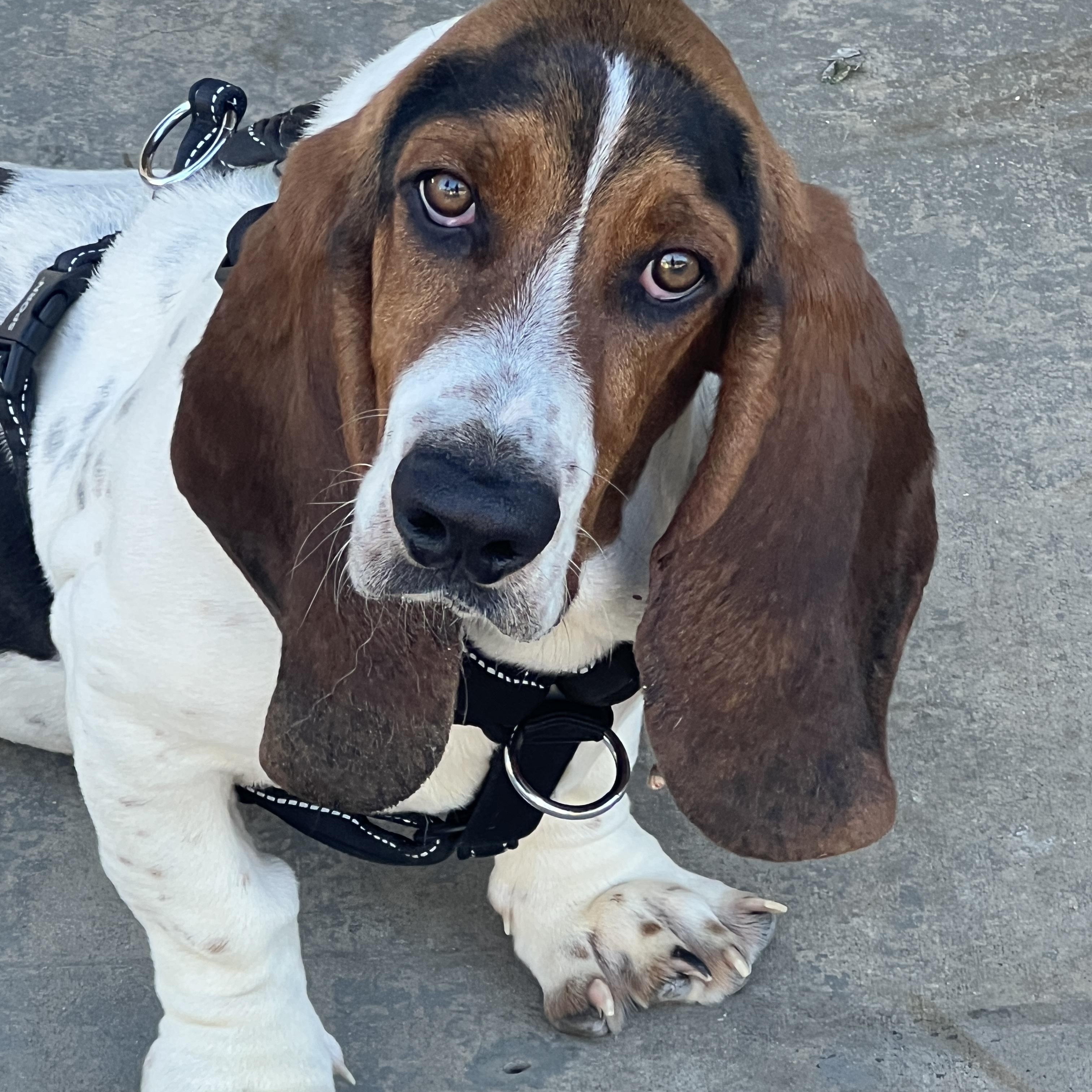 Enlarge Sherlock, a Adoptable Basset Hound in Pomona, CA image 1/5