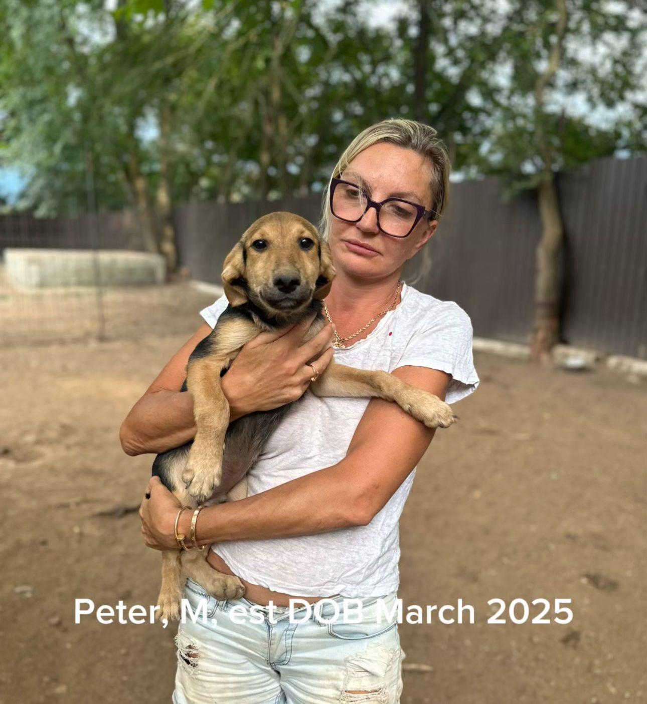 Peter, Adoptable, Puppy Male German Shepherd Dog & Mixed Breed.