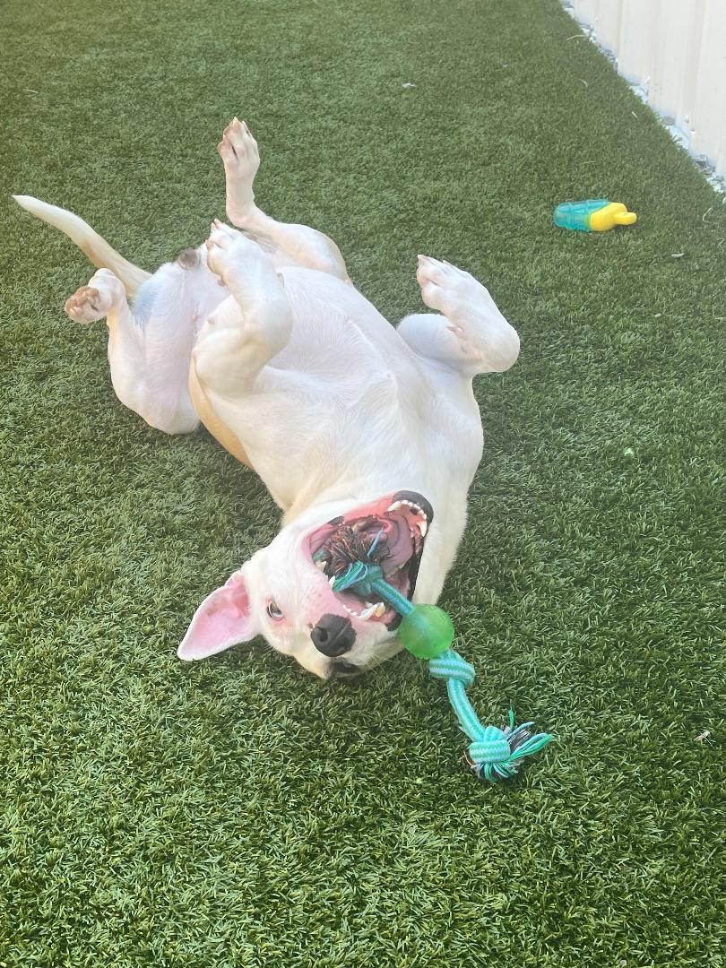 Enlarge Luna, an adoptable Terrier in Louisville, KY image 3/5