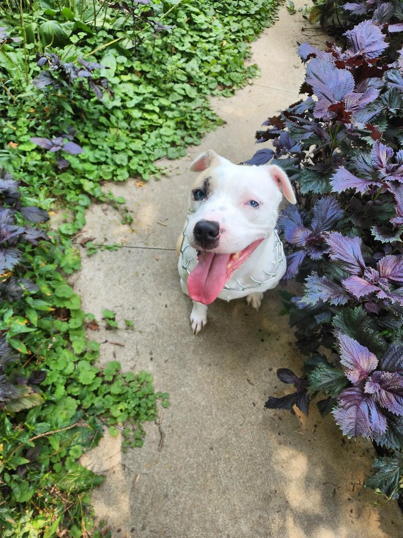 Luna, adoptable, Adult Female Terrier.