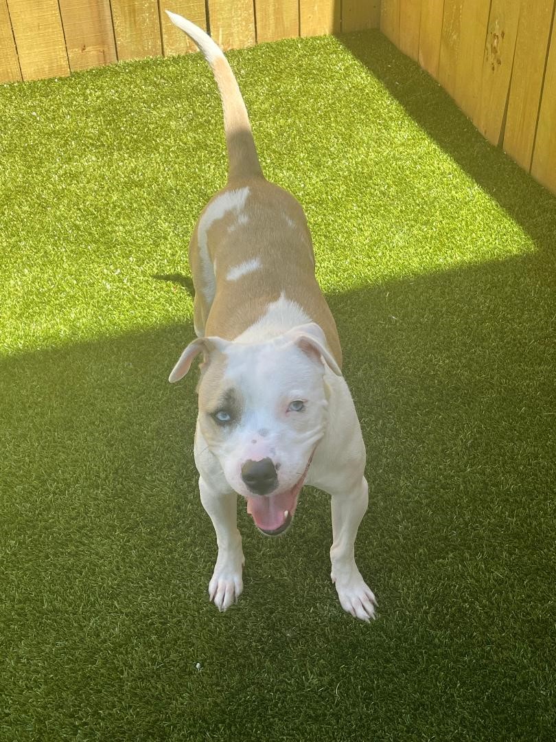 Enlarge Luna, an adoptable Terrier in Louisville, KY image 5/5
