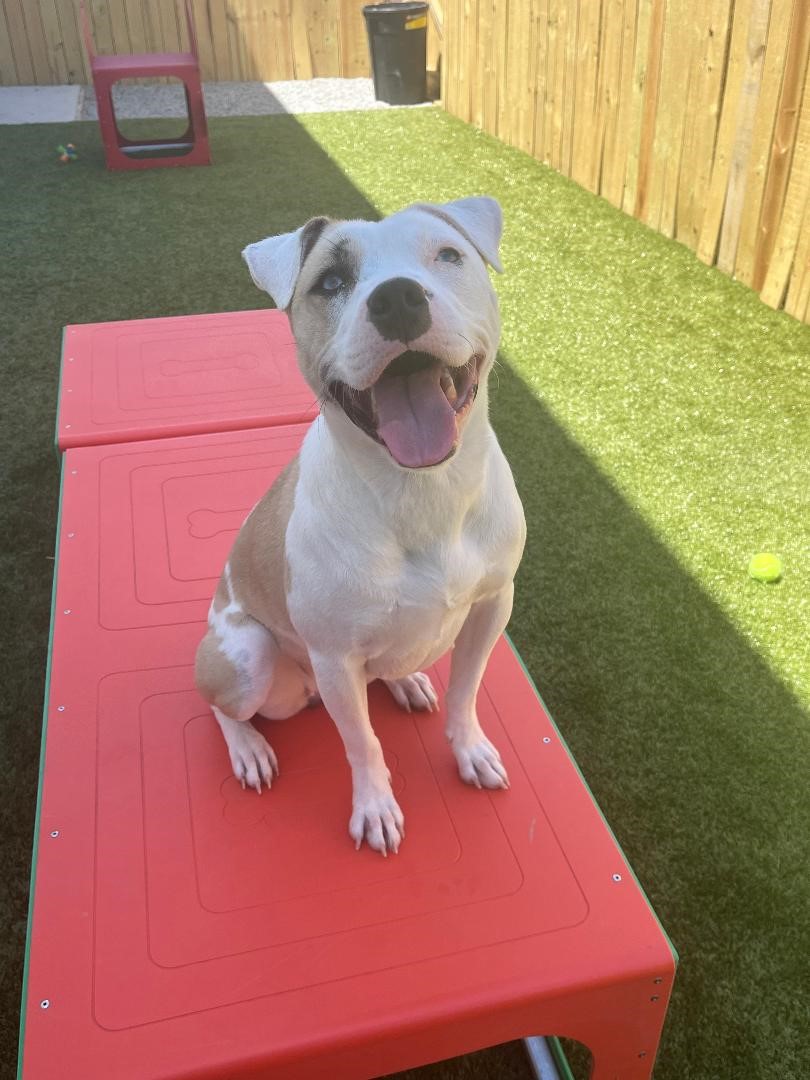 Luna, adoptable, Adult Female Terrier.