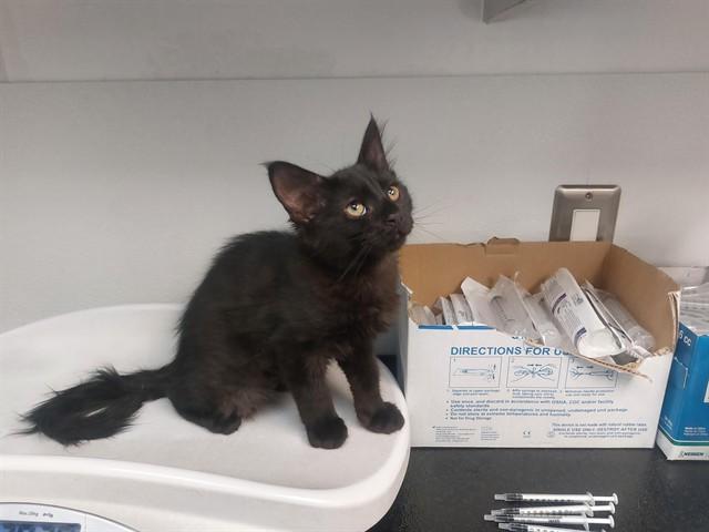 Enlarge CANYONCREST, a Adoptable Domestic Short Hair in Antioch, CA image 1/1