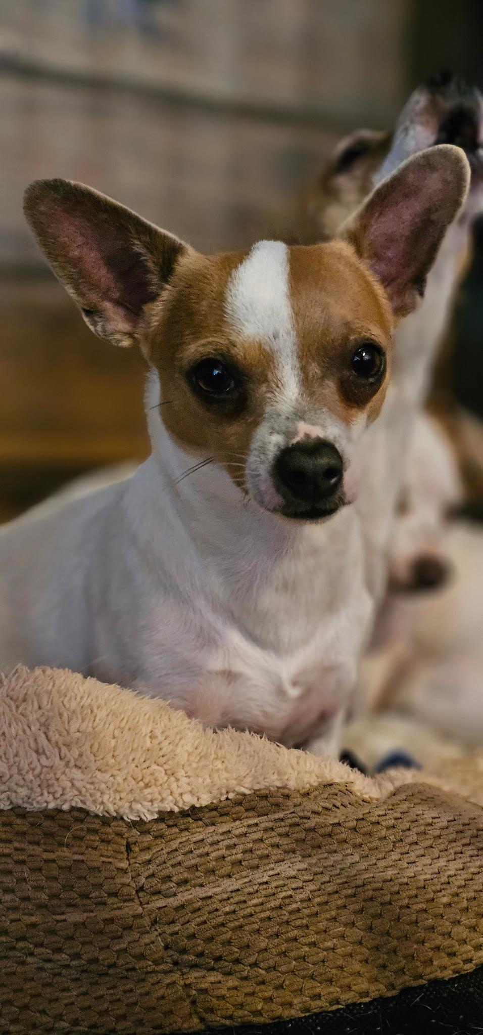Curly, ADOPTABLE, Adult Male Chihuahua.