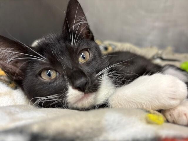 Kitty Soft paws, a Adoptable Domestic Short Hair in Stockton, CA image 1/2