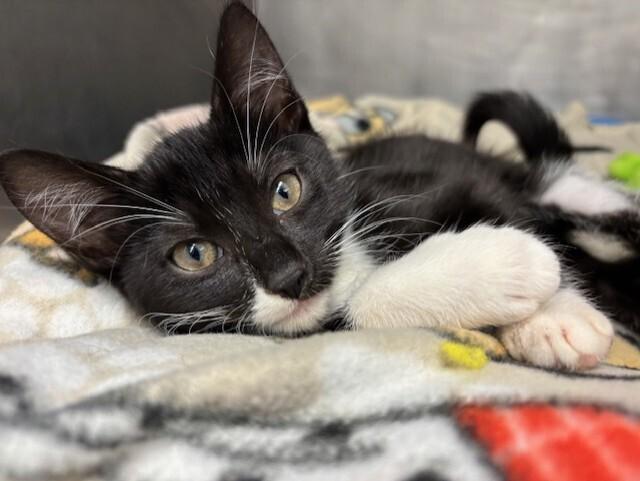 Kitty Soft paws, a Adoptable Domestic Short Hair in Stockton, CA image 2/2