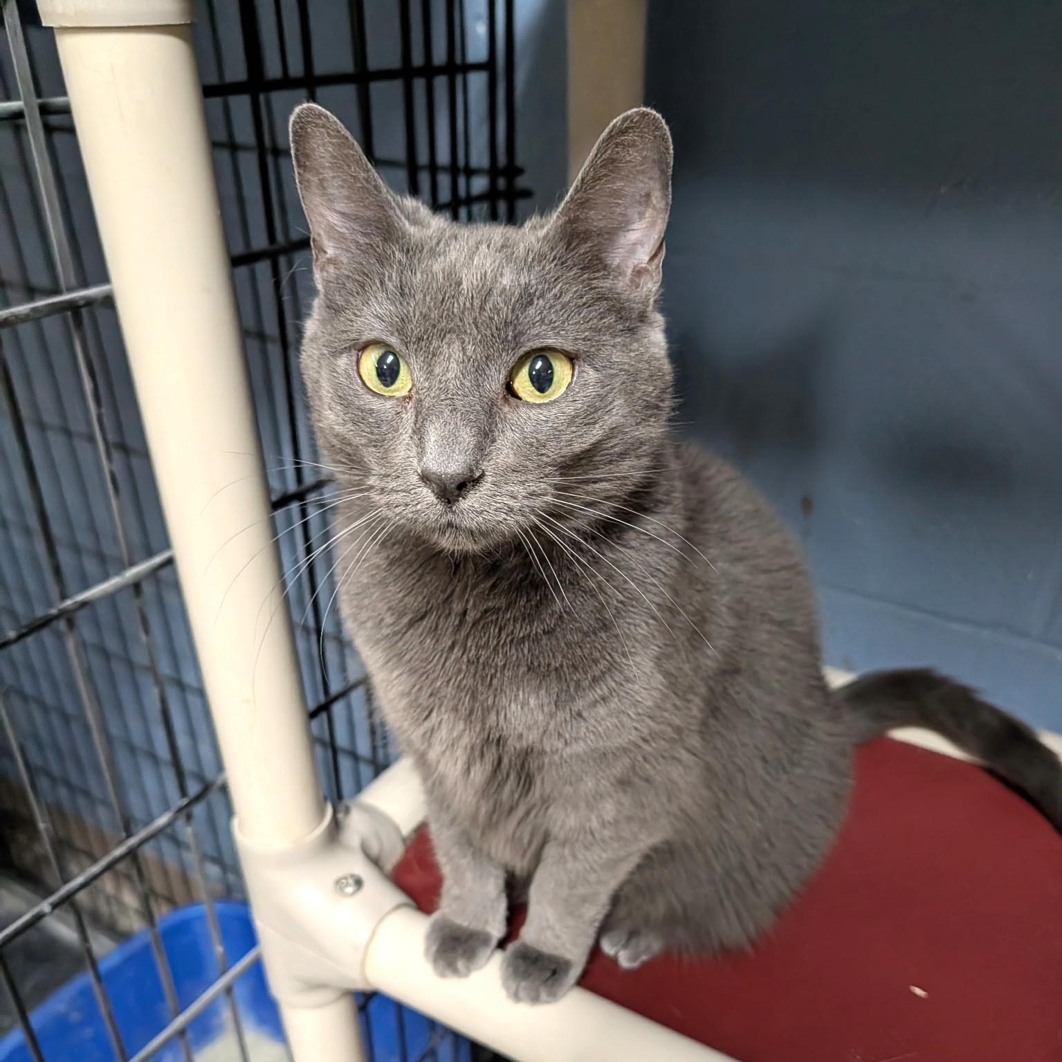Fredericka, ADOPTABLE, Adult Female Domestic Short Hair.