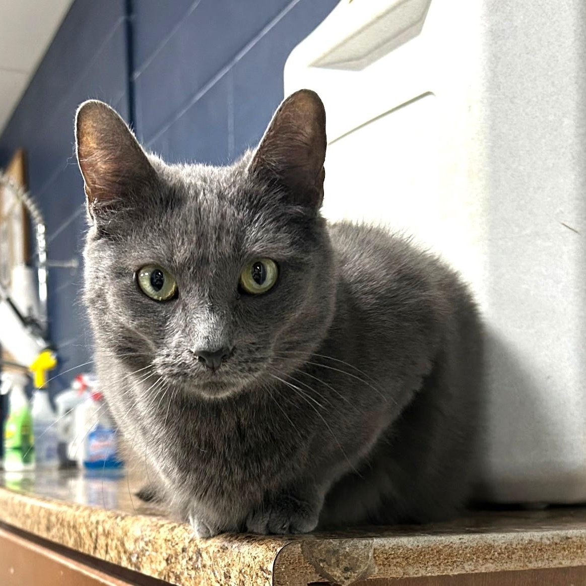 Enlarge Fredericka, a ADOPTABLE Domestic Short Hair in Wilmington, OH image 2/2