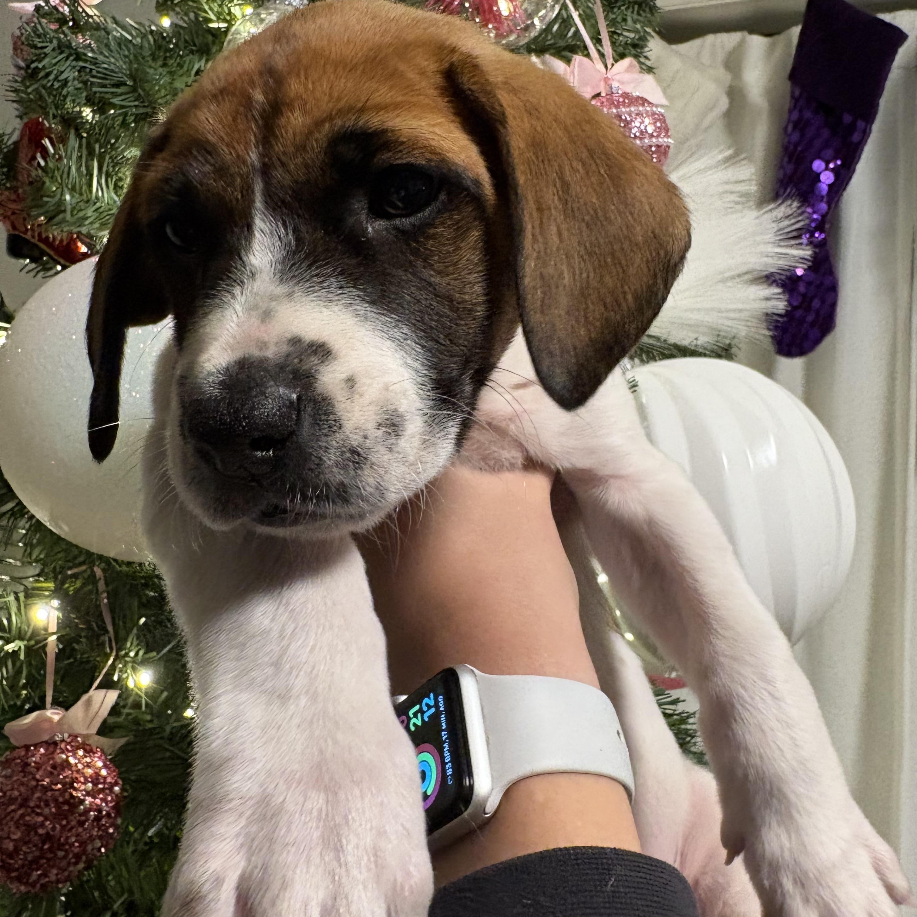 Holly, a Adoptable Mixed Breed in Seville, OH image 1/6