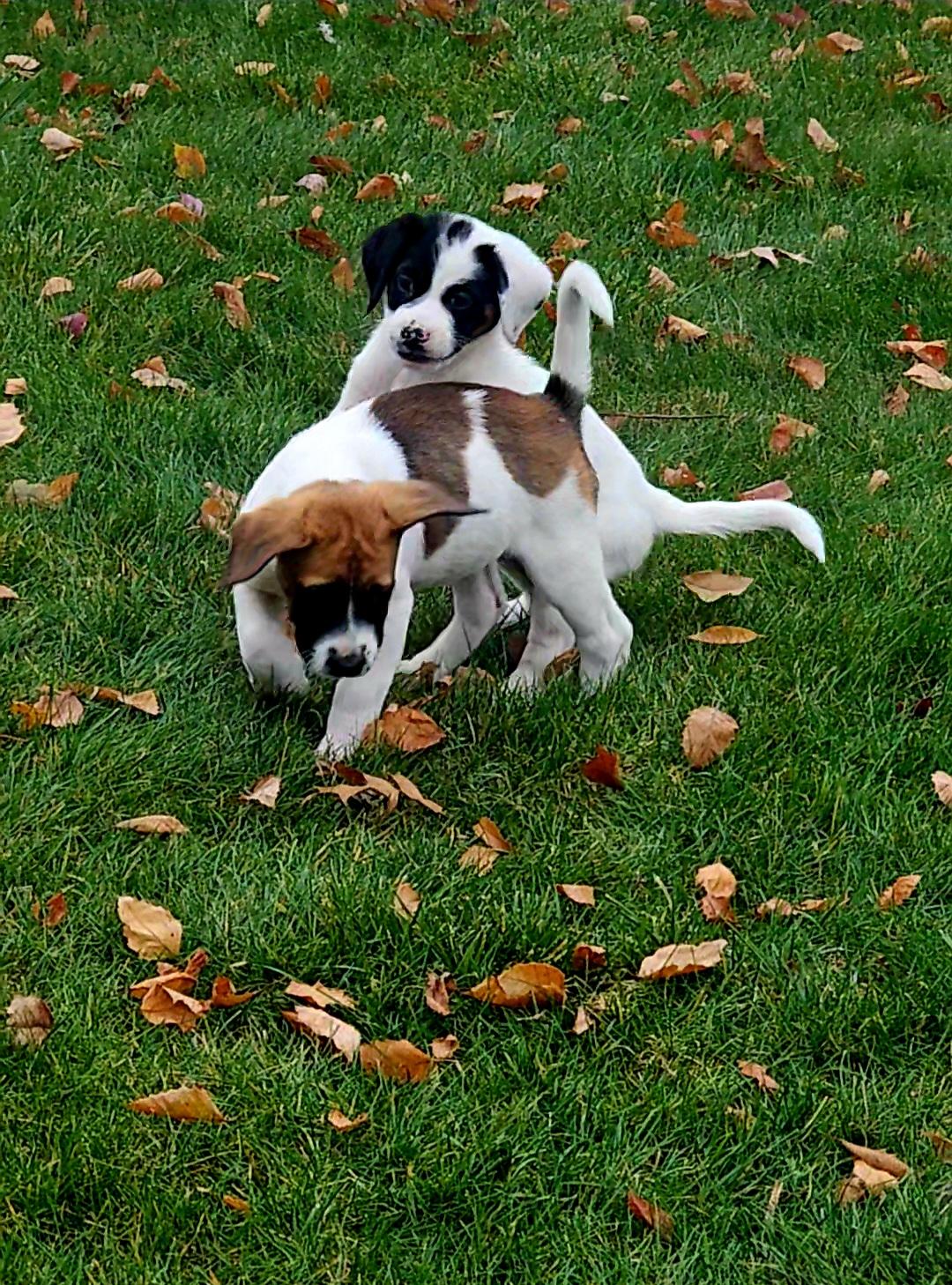 Holly, a Adoptable Mixed Breed in Seville, OH image 2/6