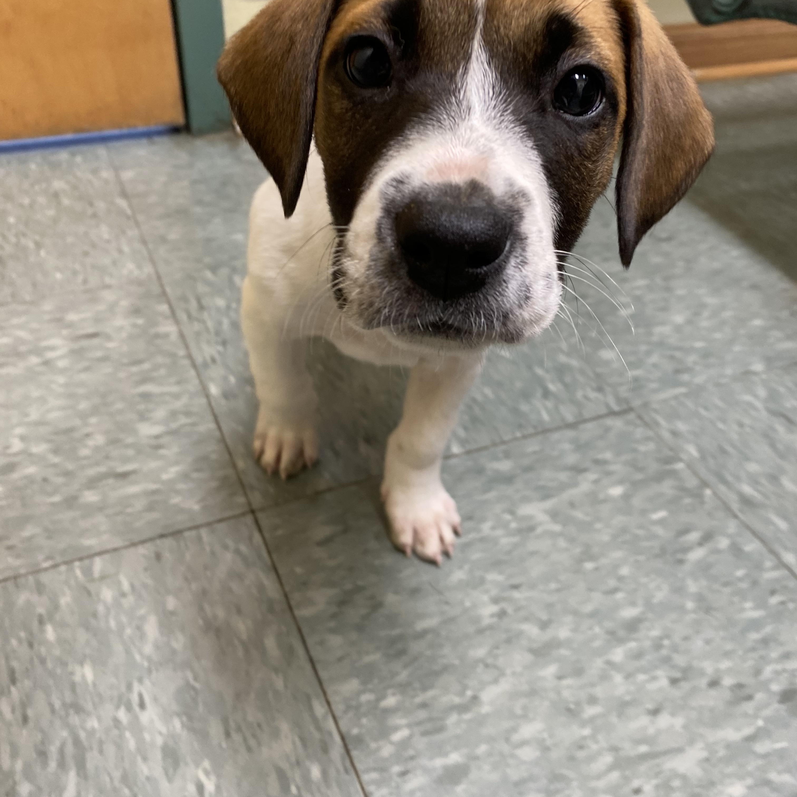 Holly, a Adoptable Mixed Breed in Seville, OH image 3/6