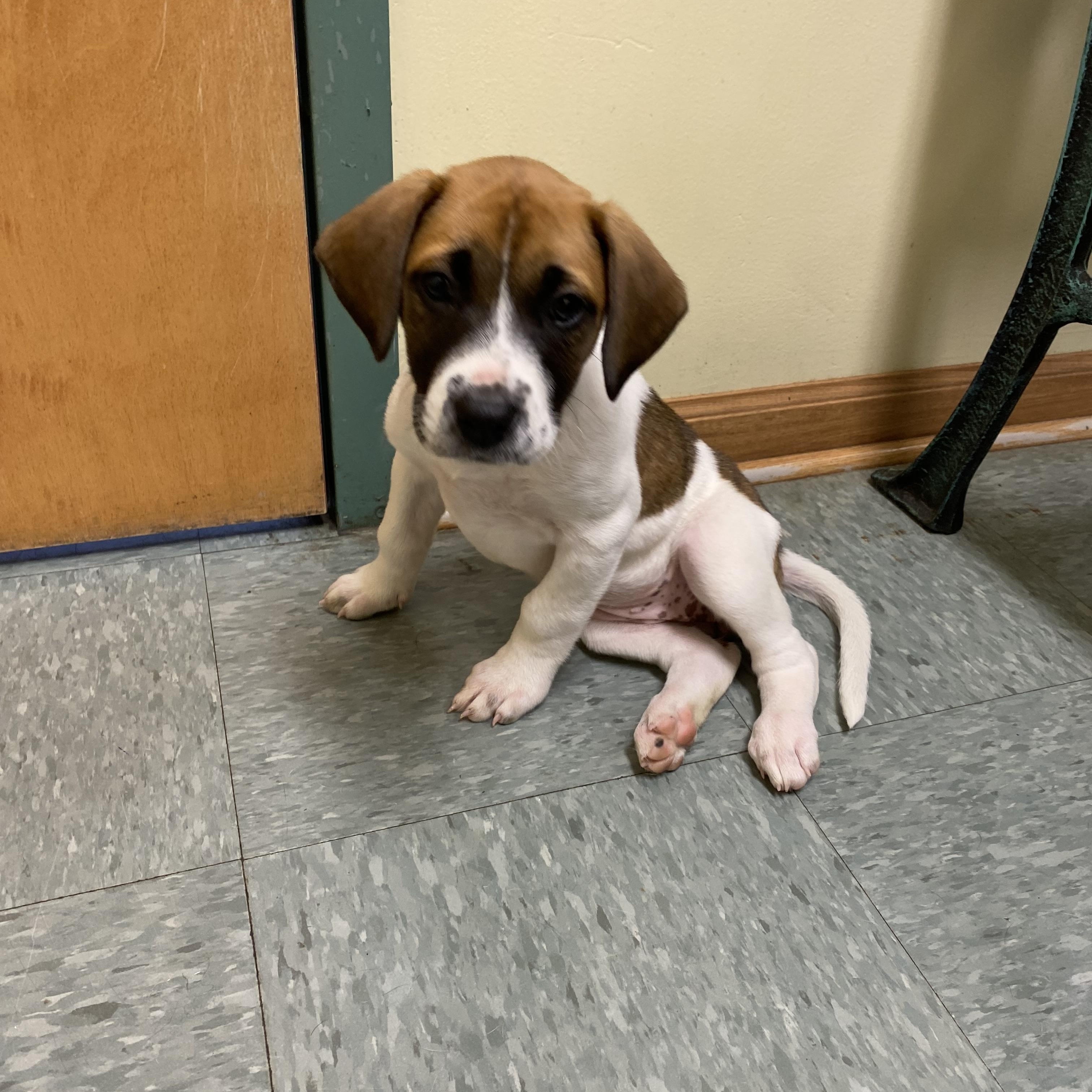 Holly, a Adoptable Mixed Breed in Seville, OH image 4/6